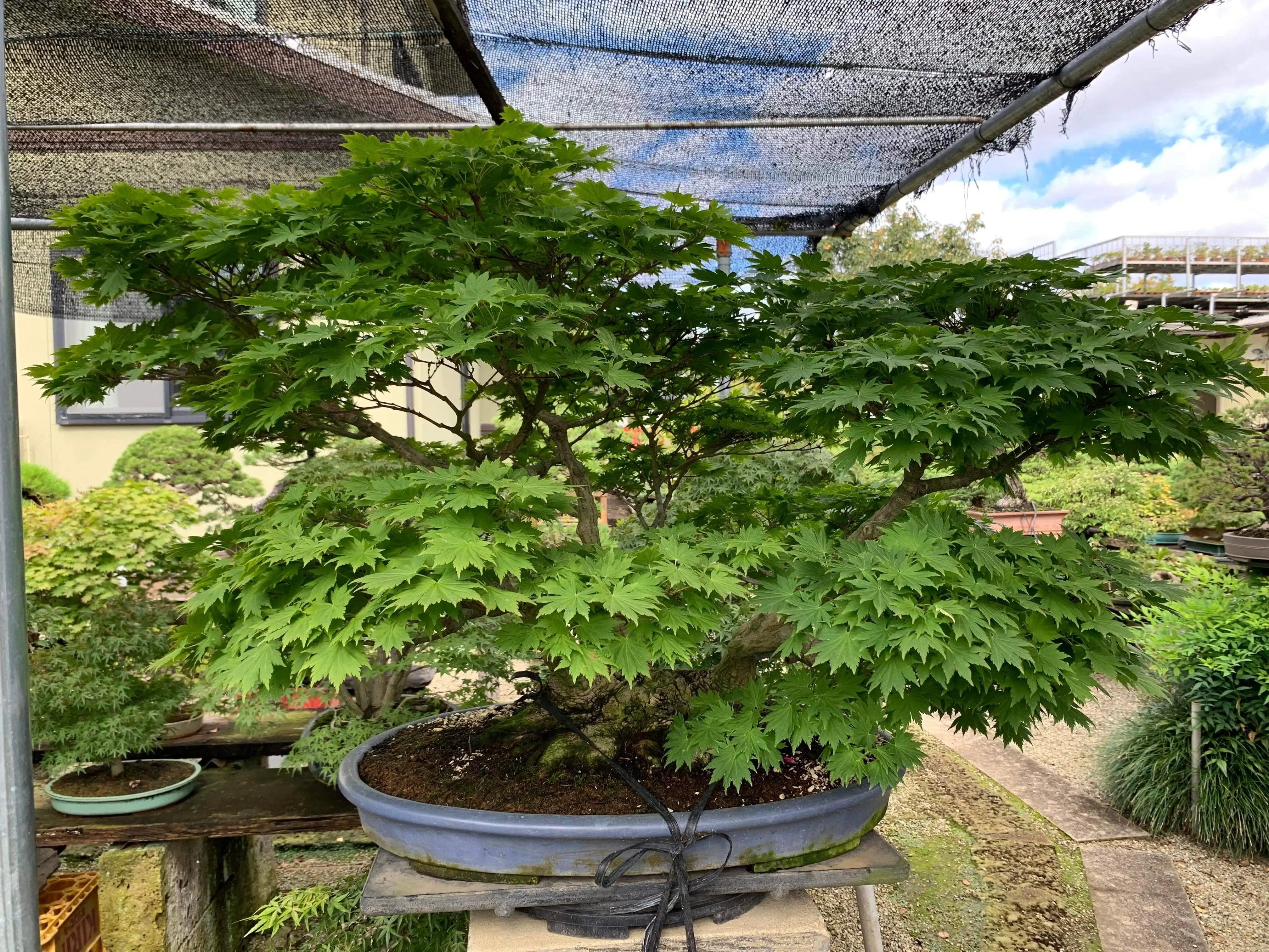 Acer tenuifolium 'Kohauchiwa' Canada Bonsai