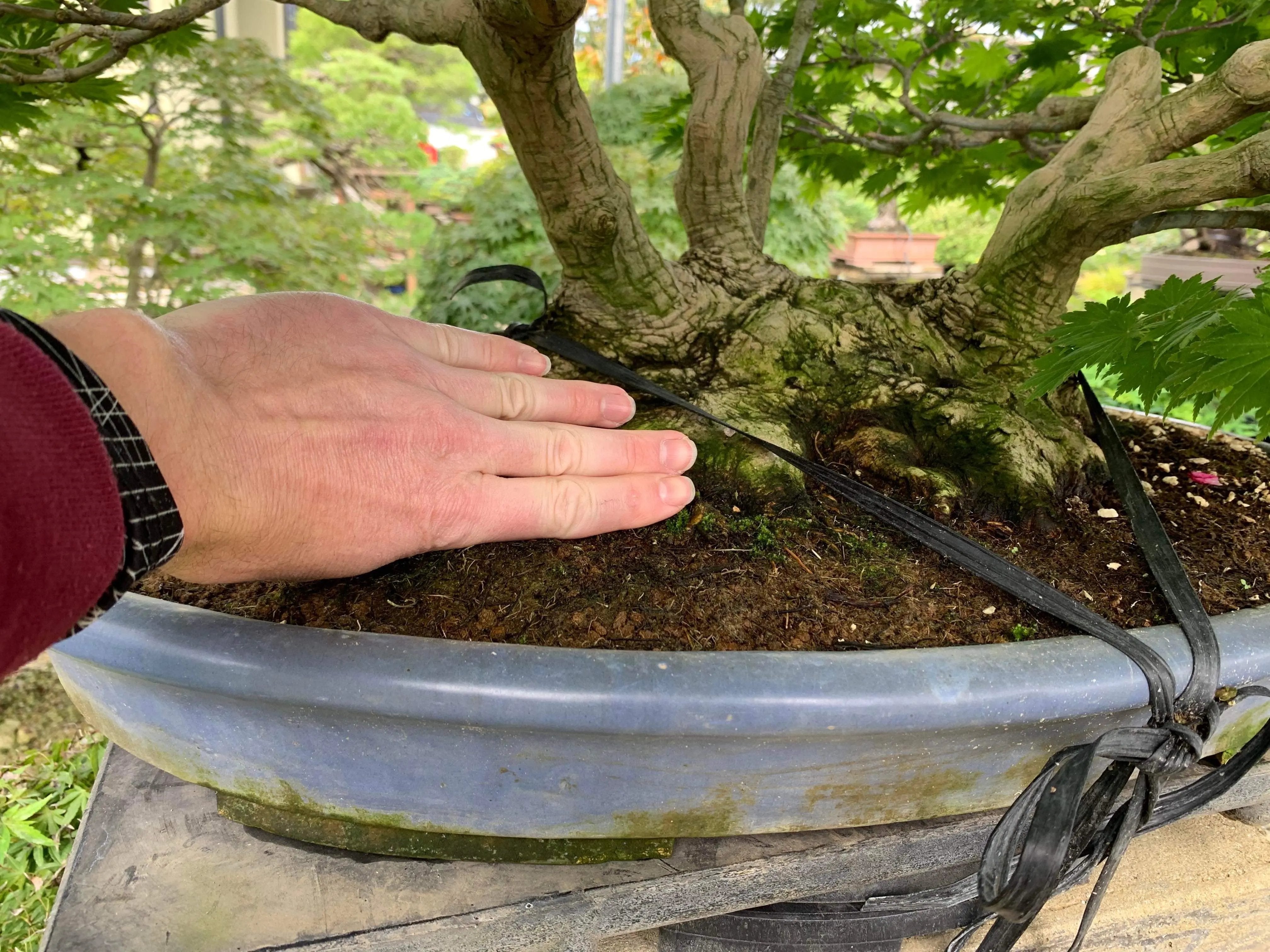 Acer tenuifolium 'Kohauchiwa' Canada Bonsai