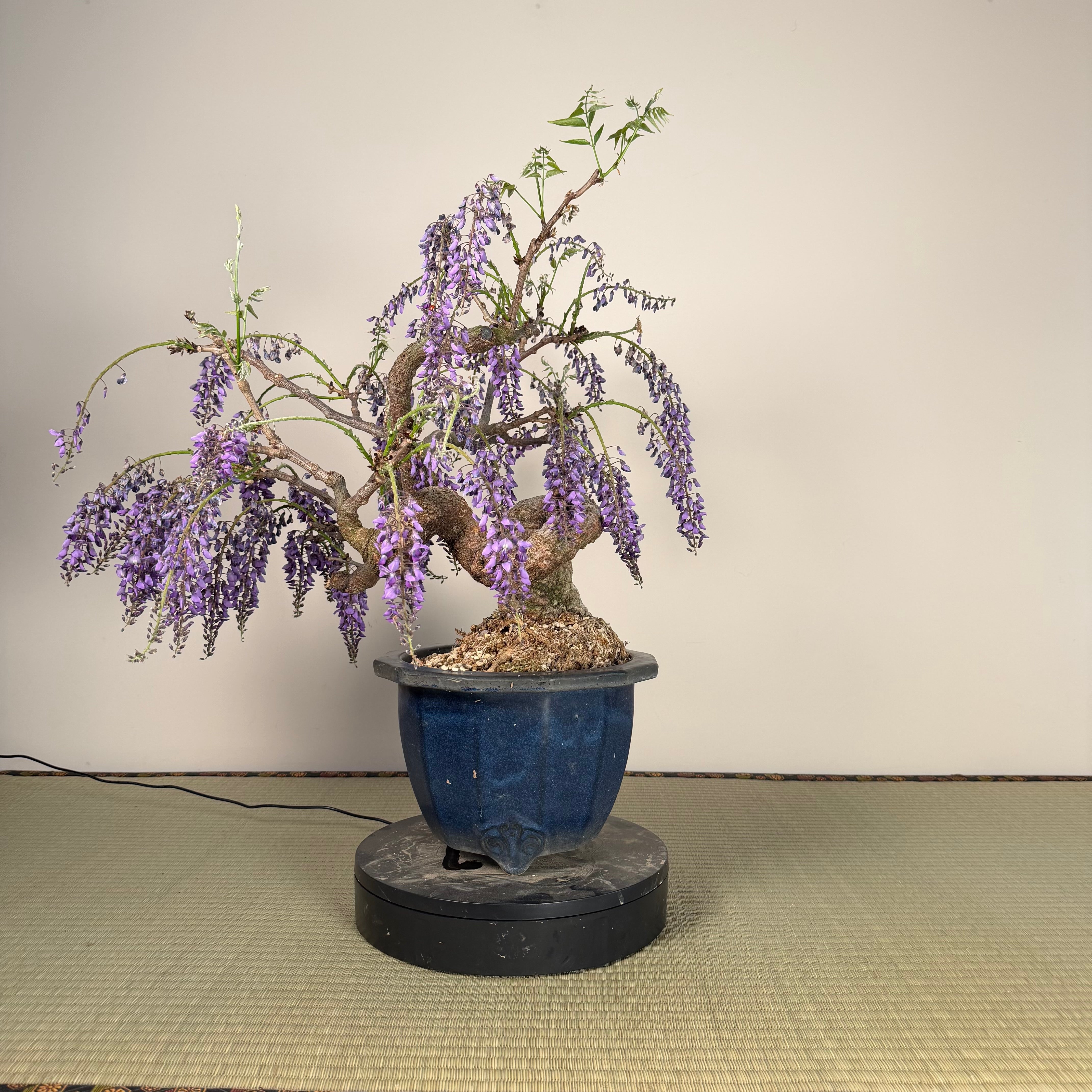 Glycine floribunda