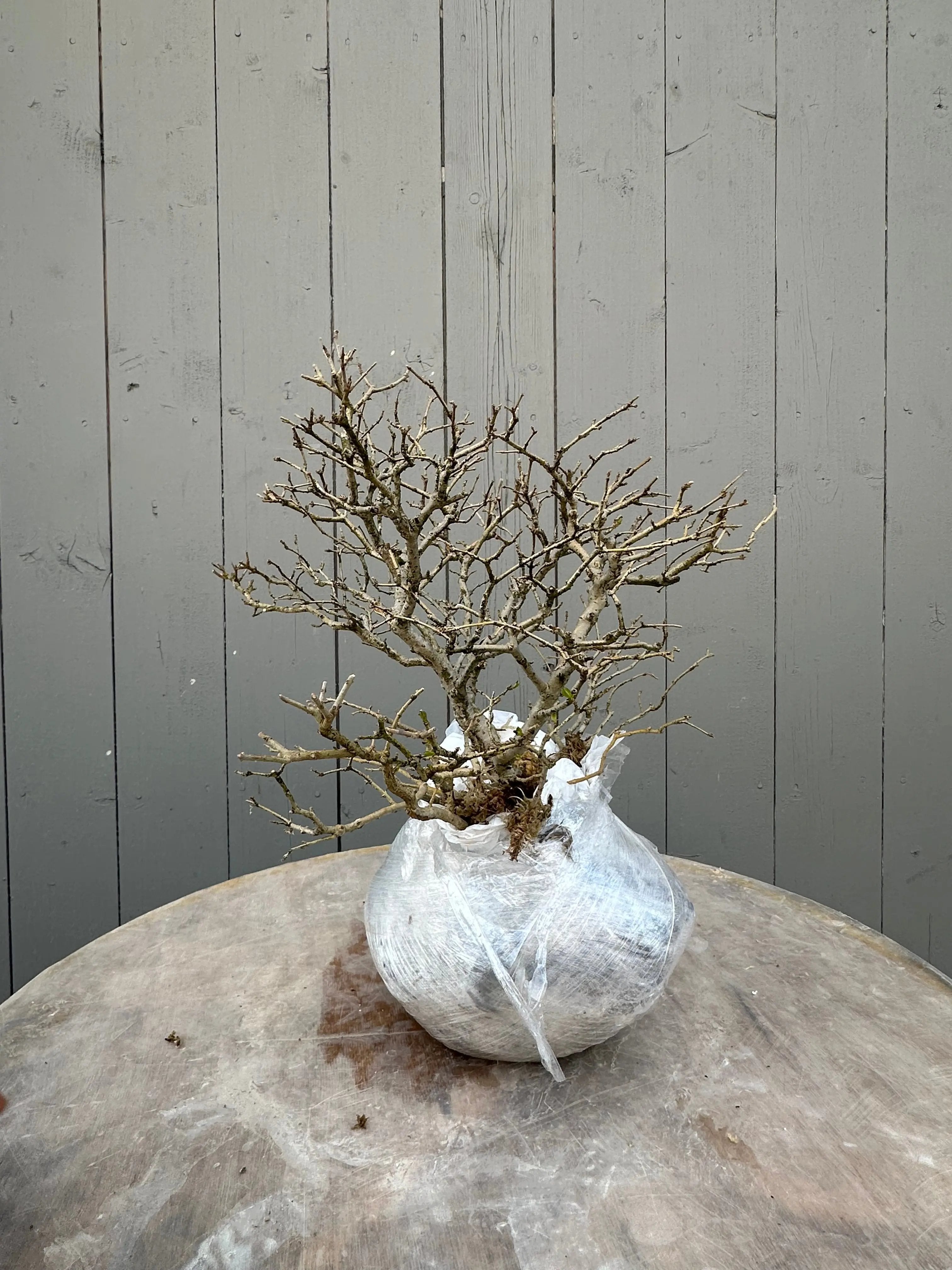 Ligustrum #3 Canada Bonsai