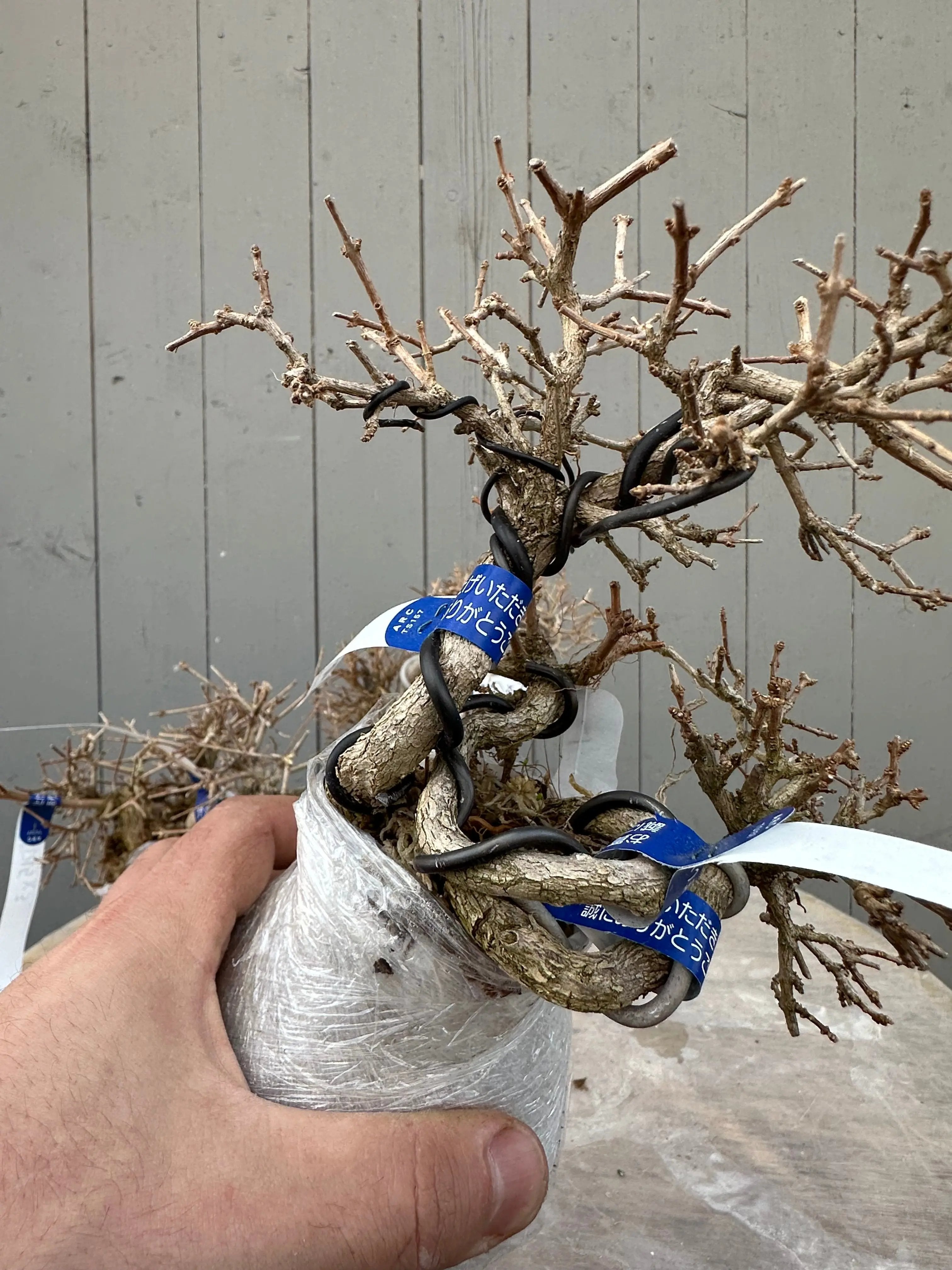 Premna japonica Canada Bonsai