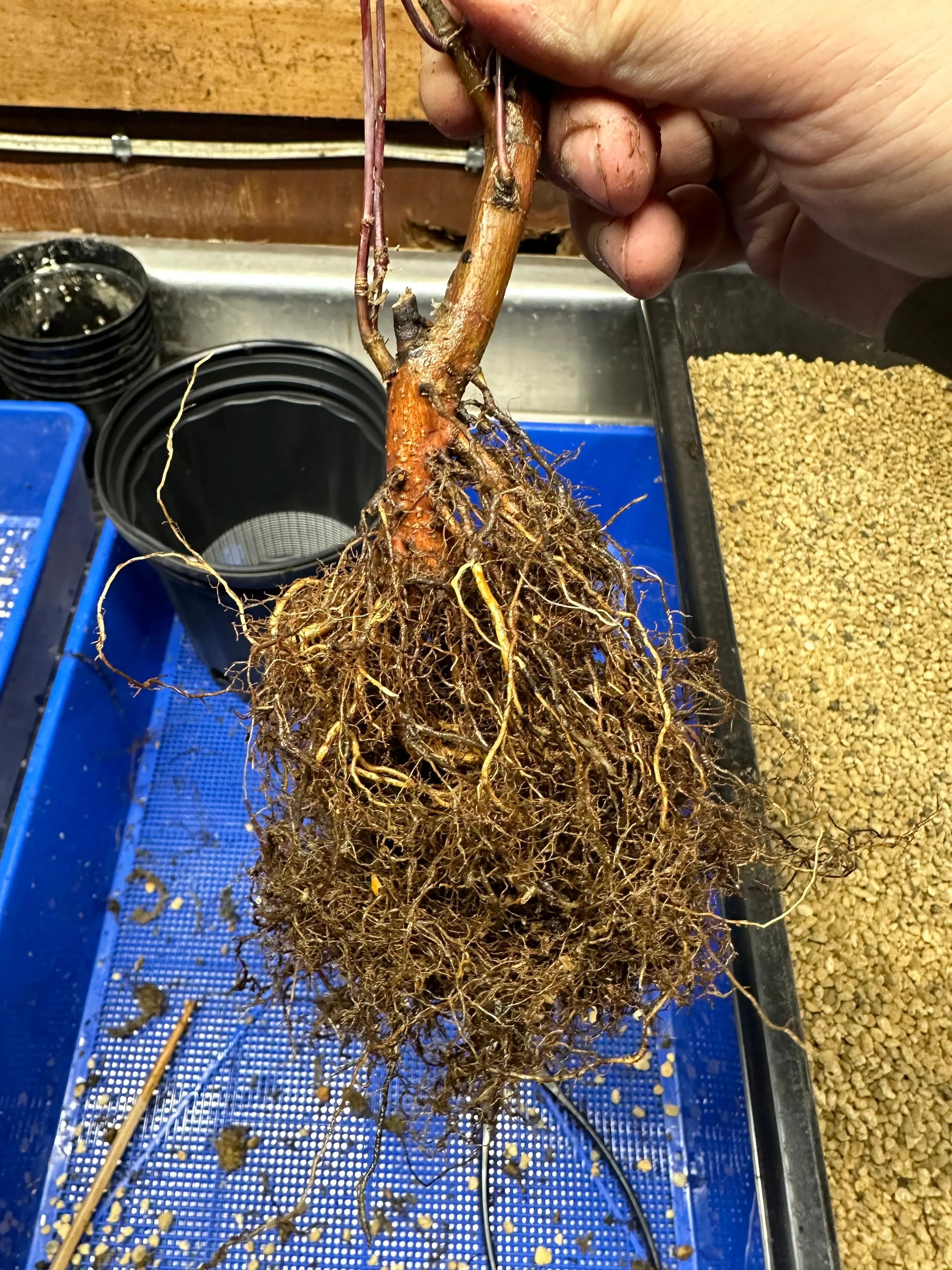Acer palmatum 'Deshojo' Canada Bonsai