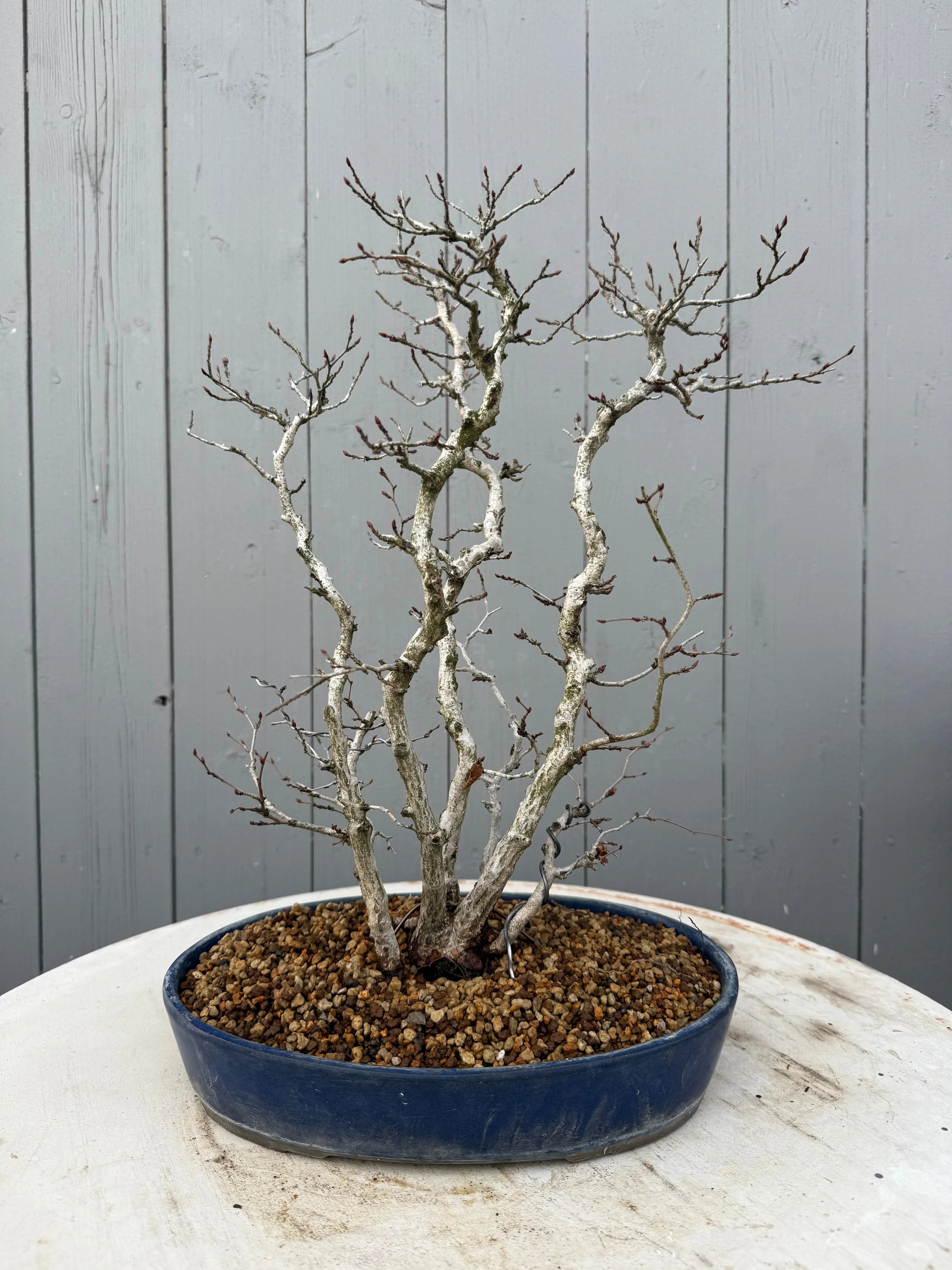Carpinus turczaninowii Canada Bonsai