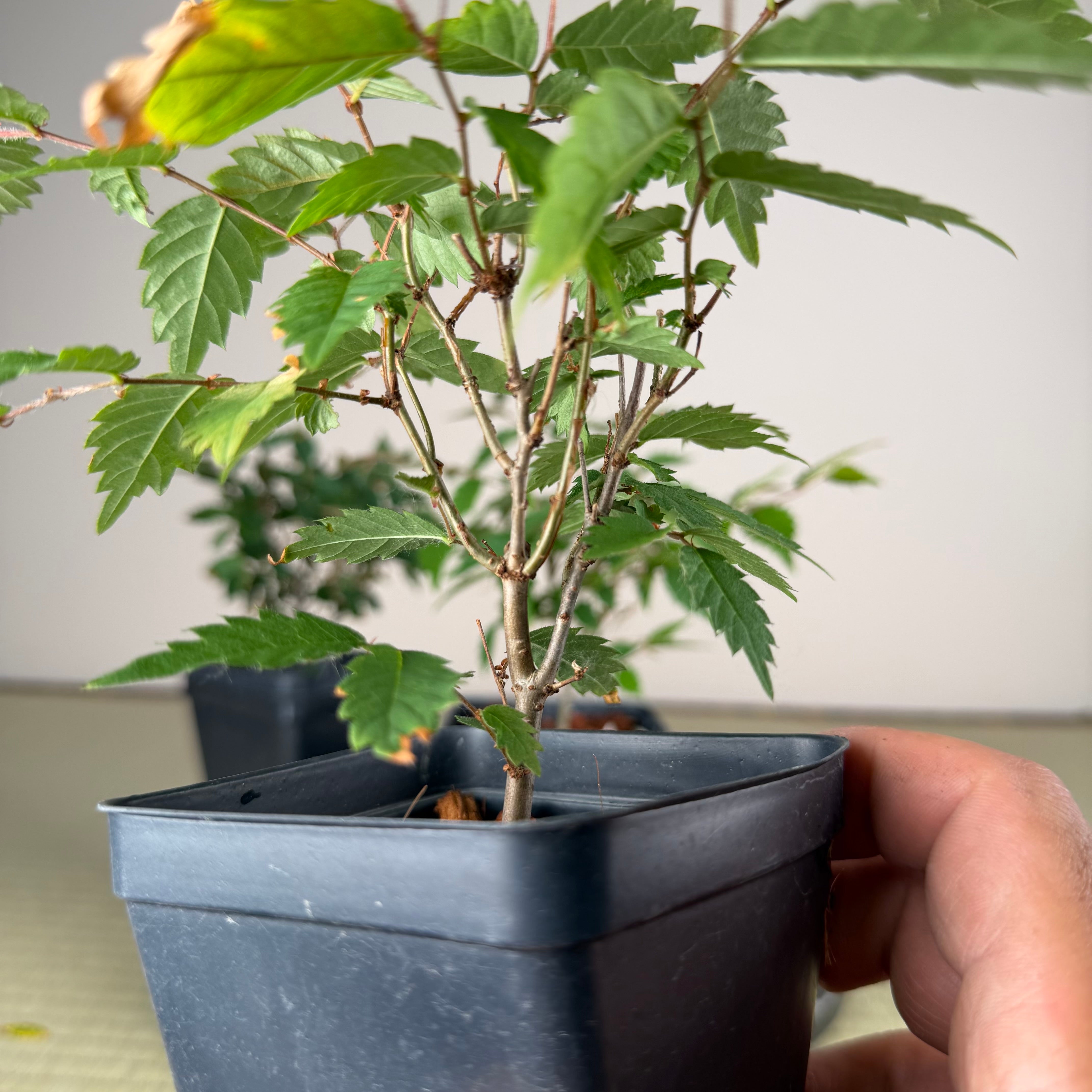 Zelkova serrata