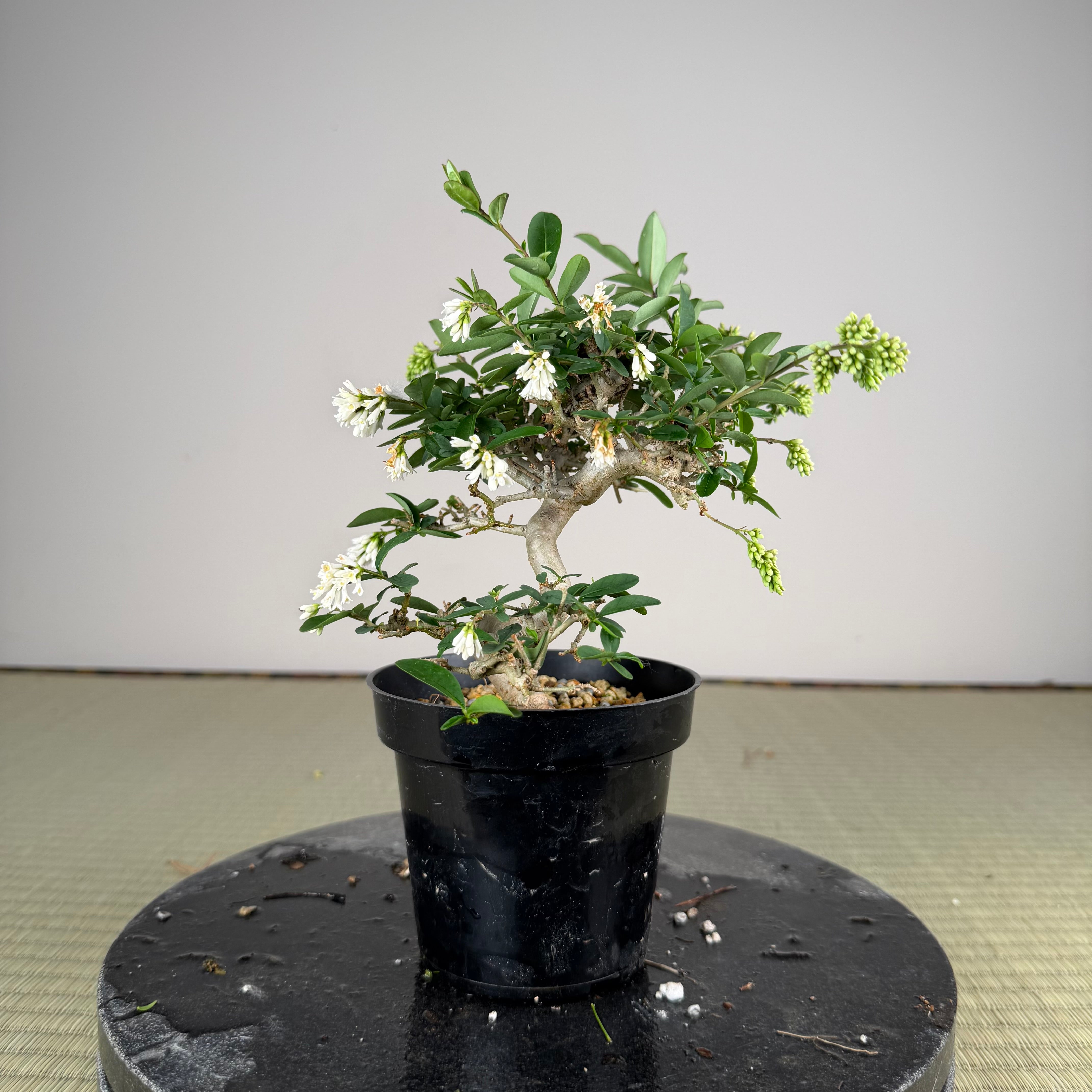 Ligustrum Arakawa *Voir note*