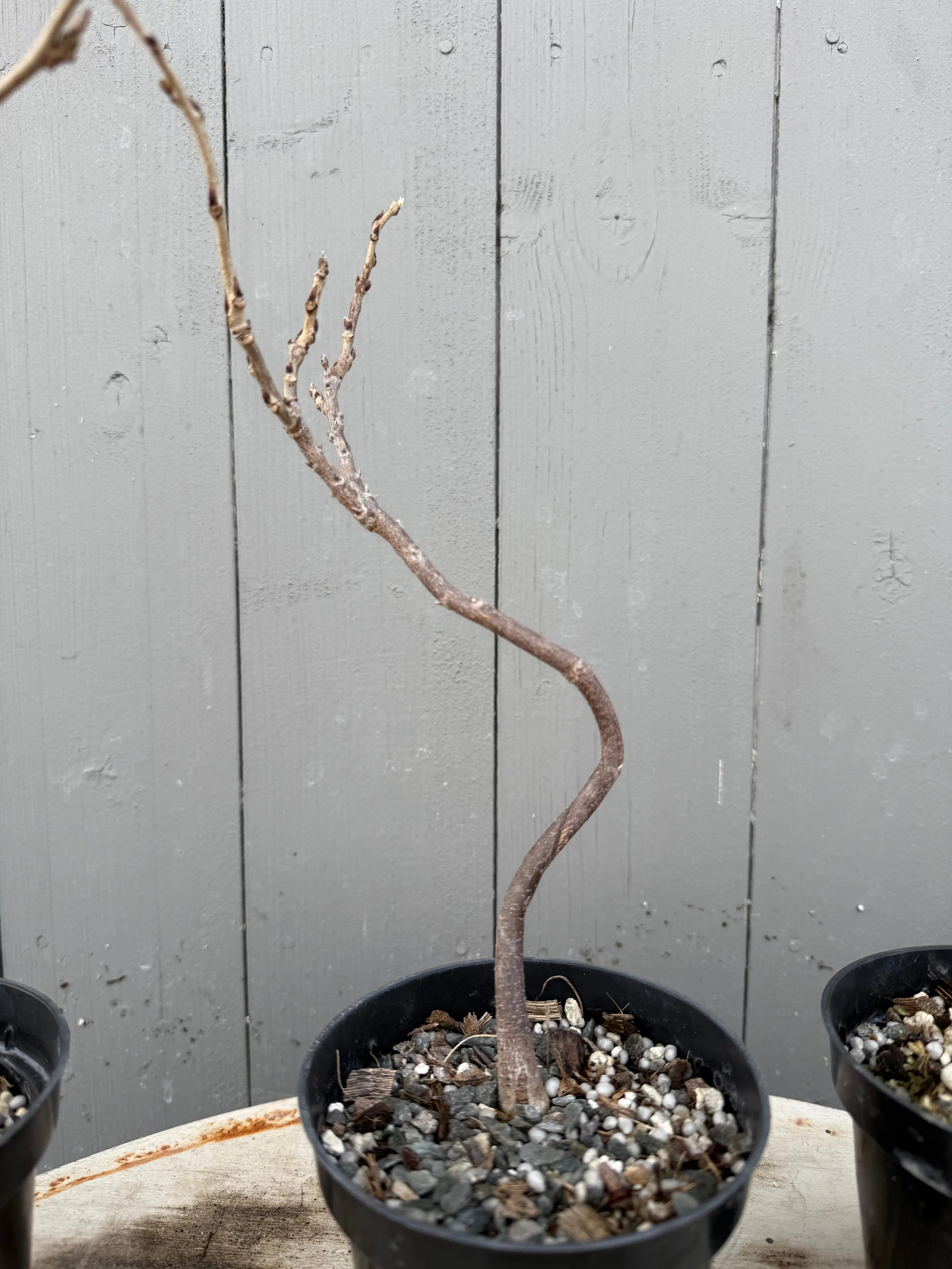 Wisteria floribunda Canada Bonsai