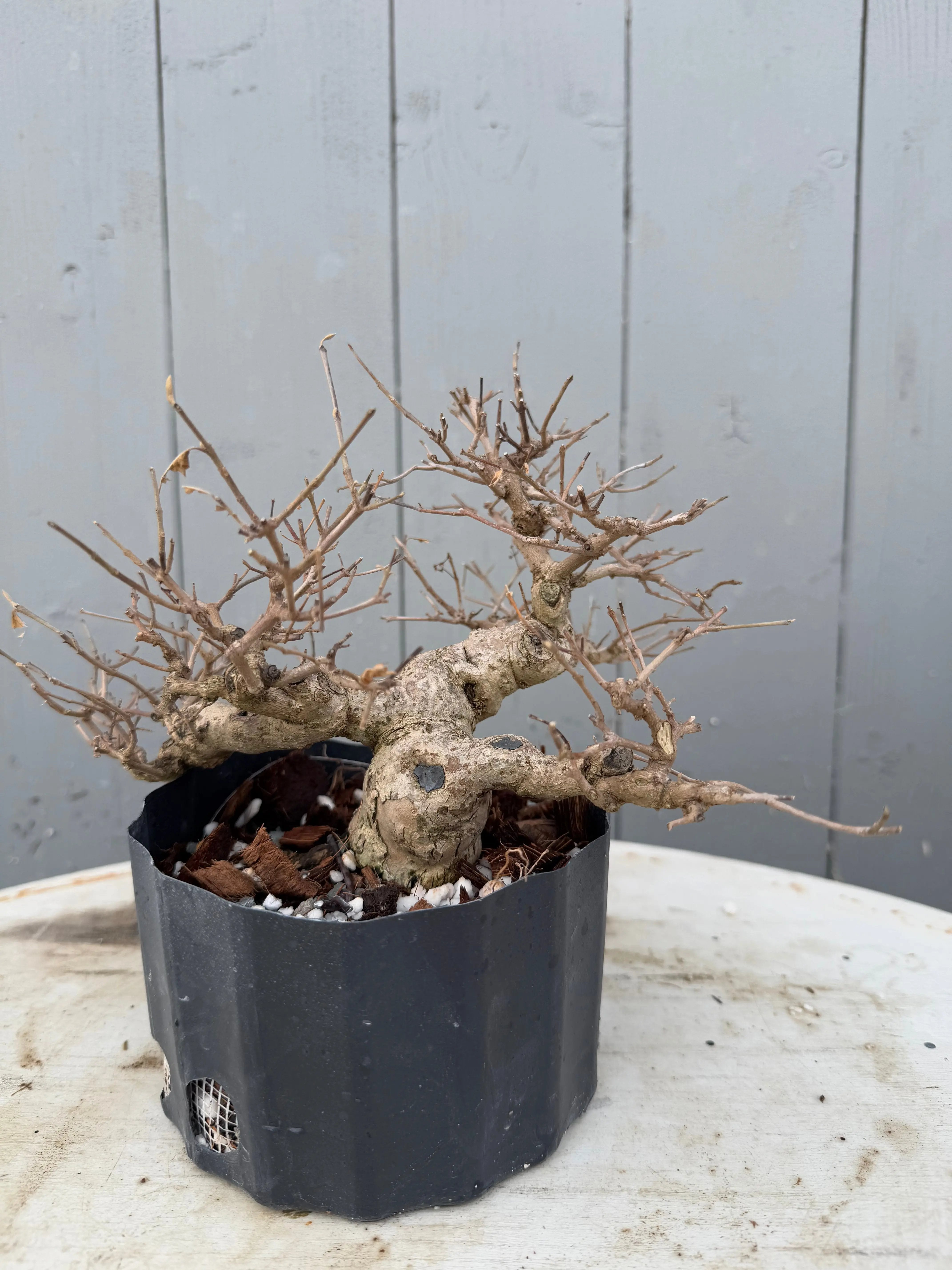 Callicarpa japonica Canada Bonsai