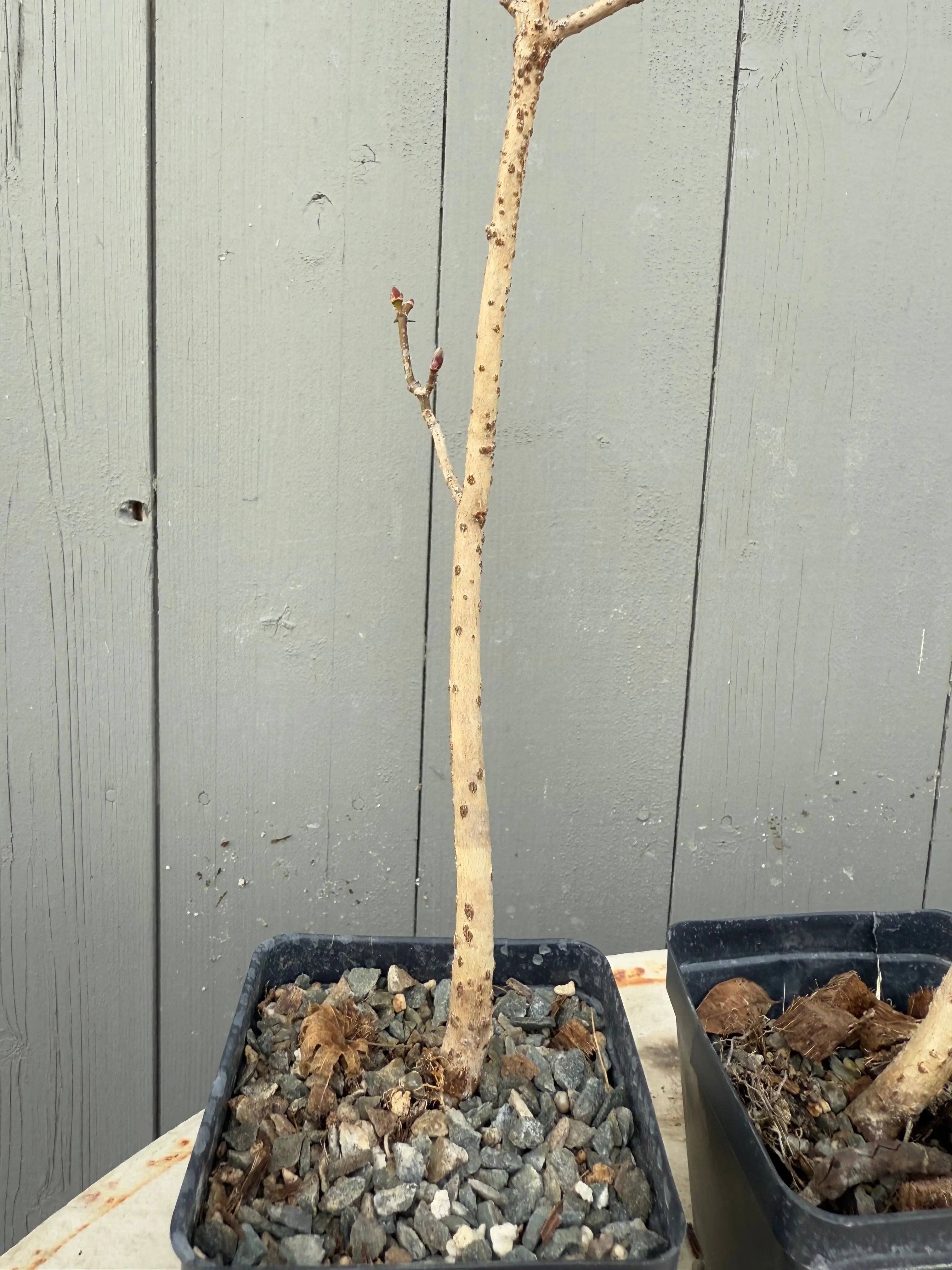 Acer tenuifolium 'Kohauchiwa' Canada Bonsai