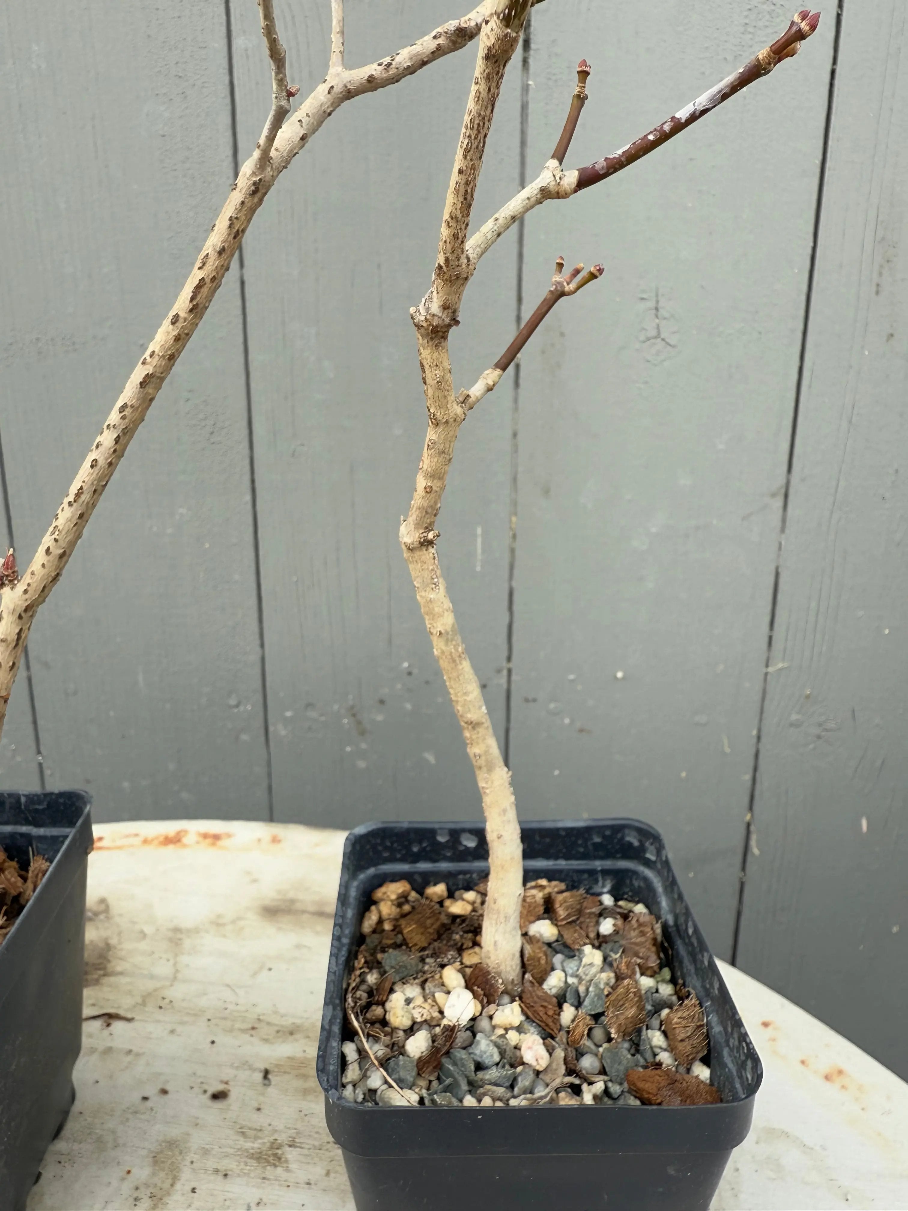 Acer tenuifolium 'Kohauchiwa' Canada Bonsai