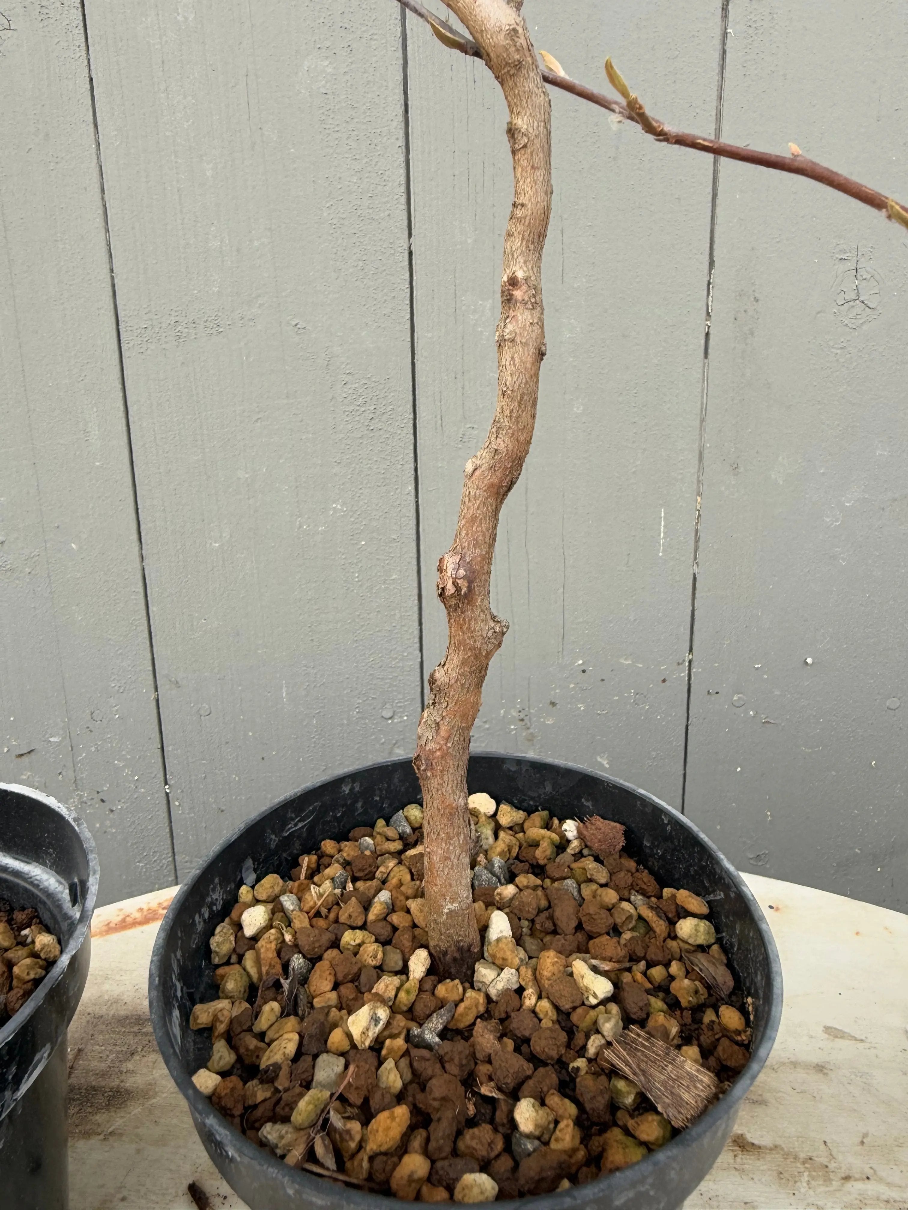 Stewartia monadelpha Canada Bonsai