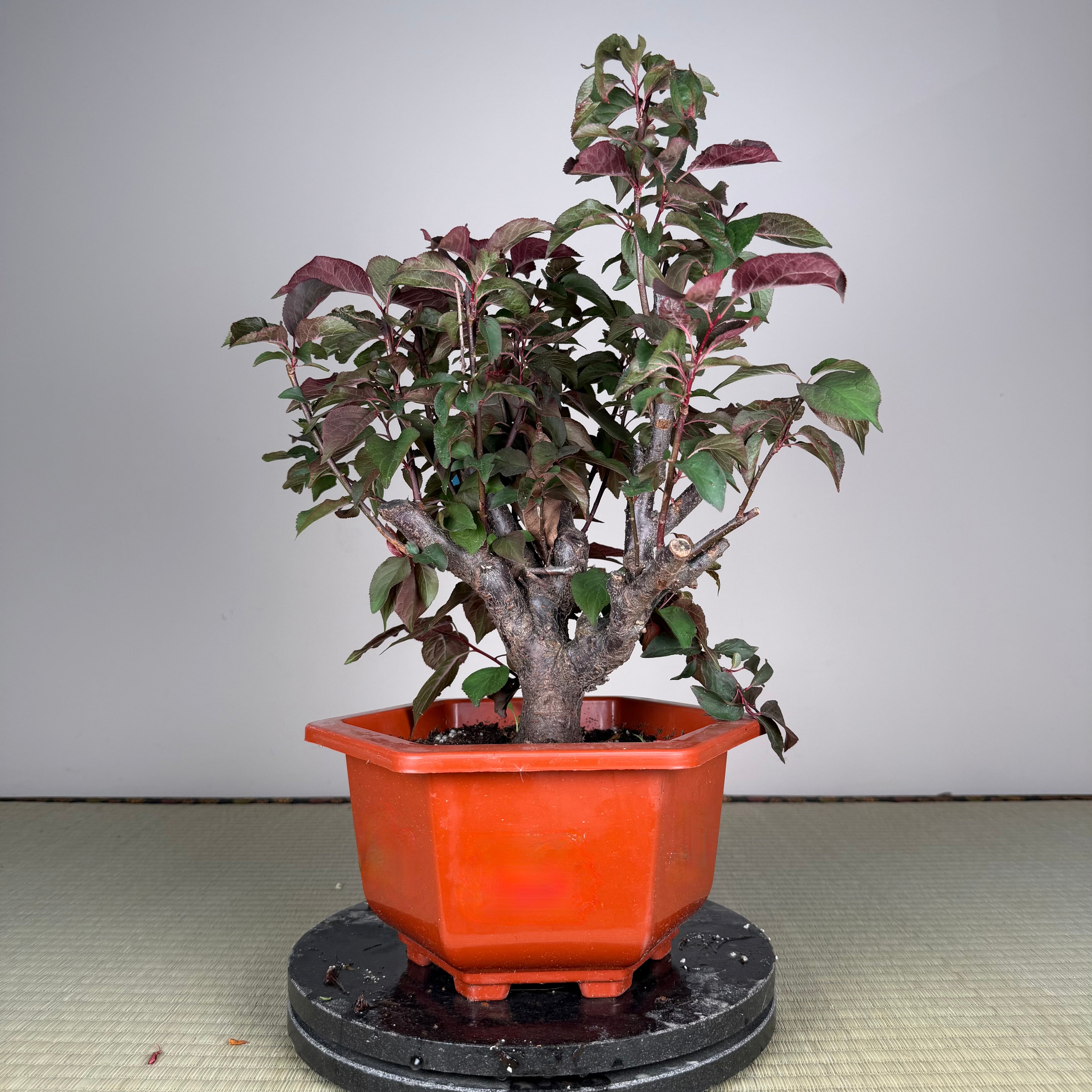 Prunus mume 'Měirén méi' #2