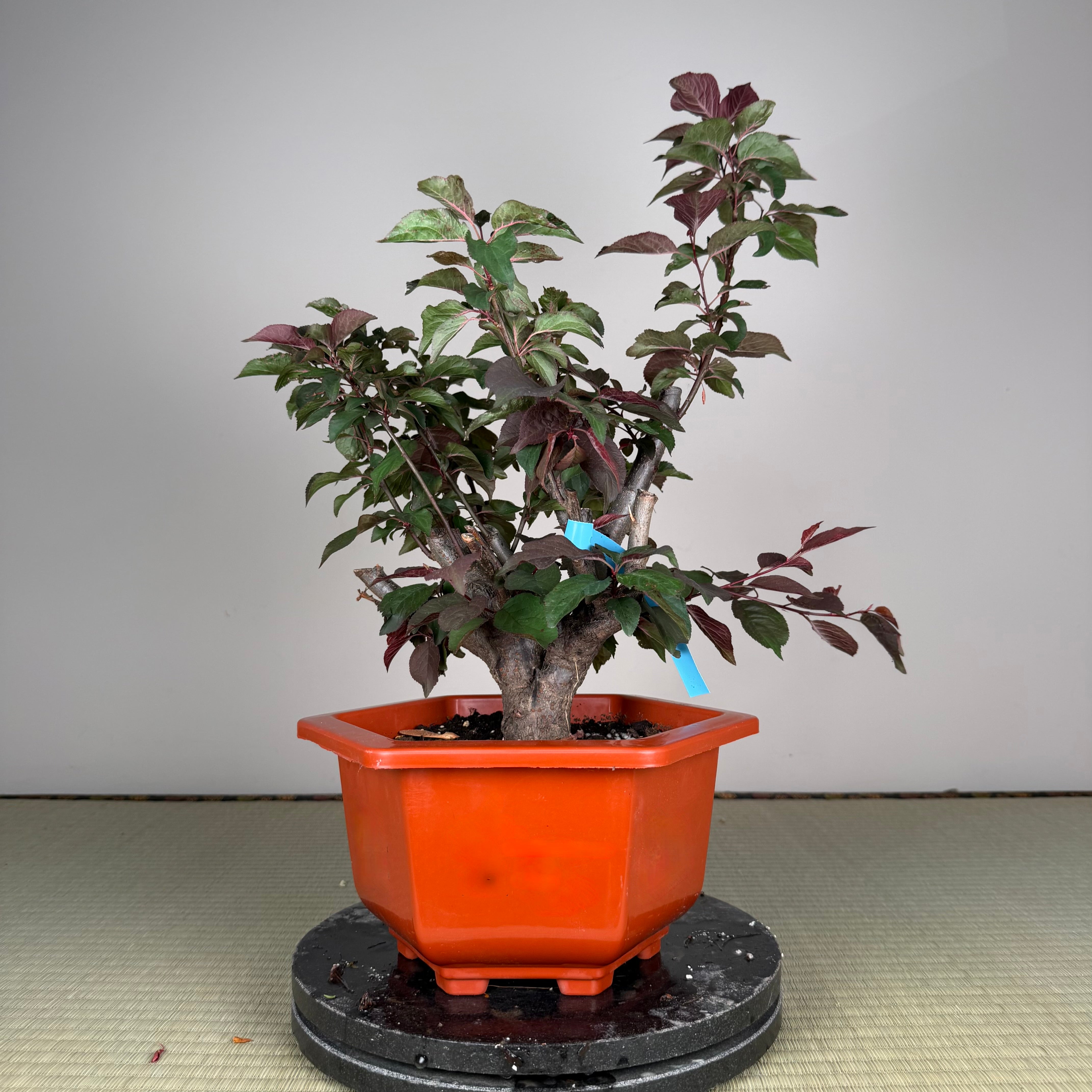 Prunus mume 'Měirén méi' #4