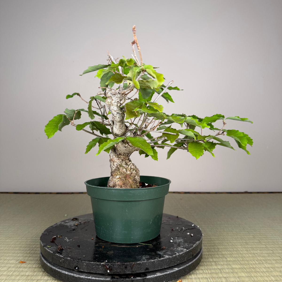 Quercus serrata