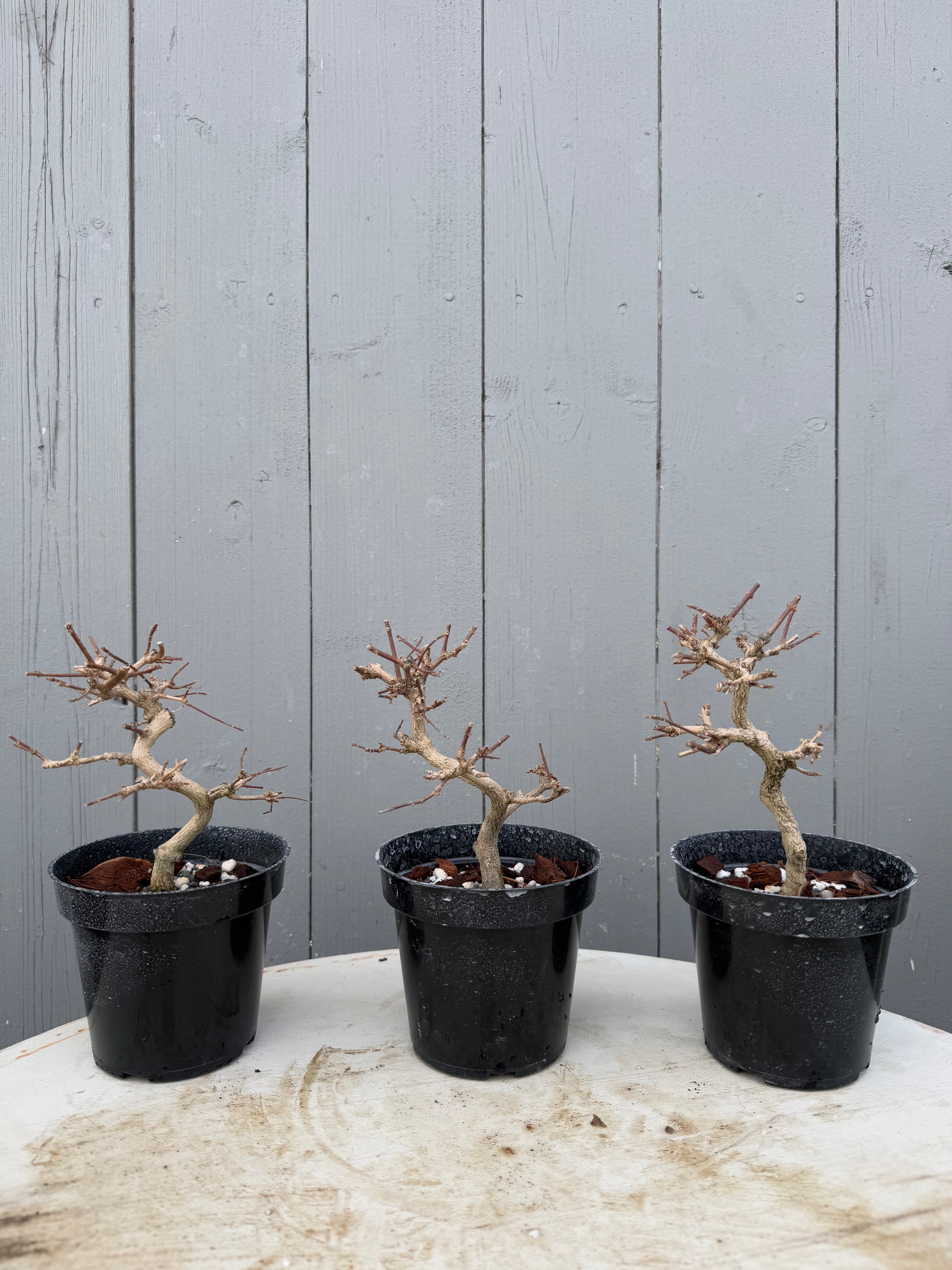 Premna japonica (large)