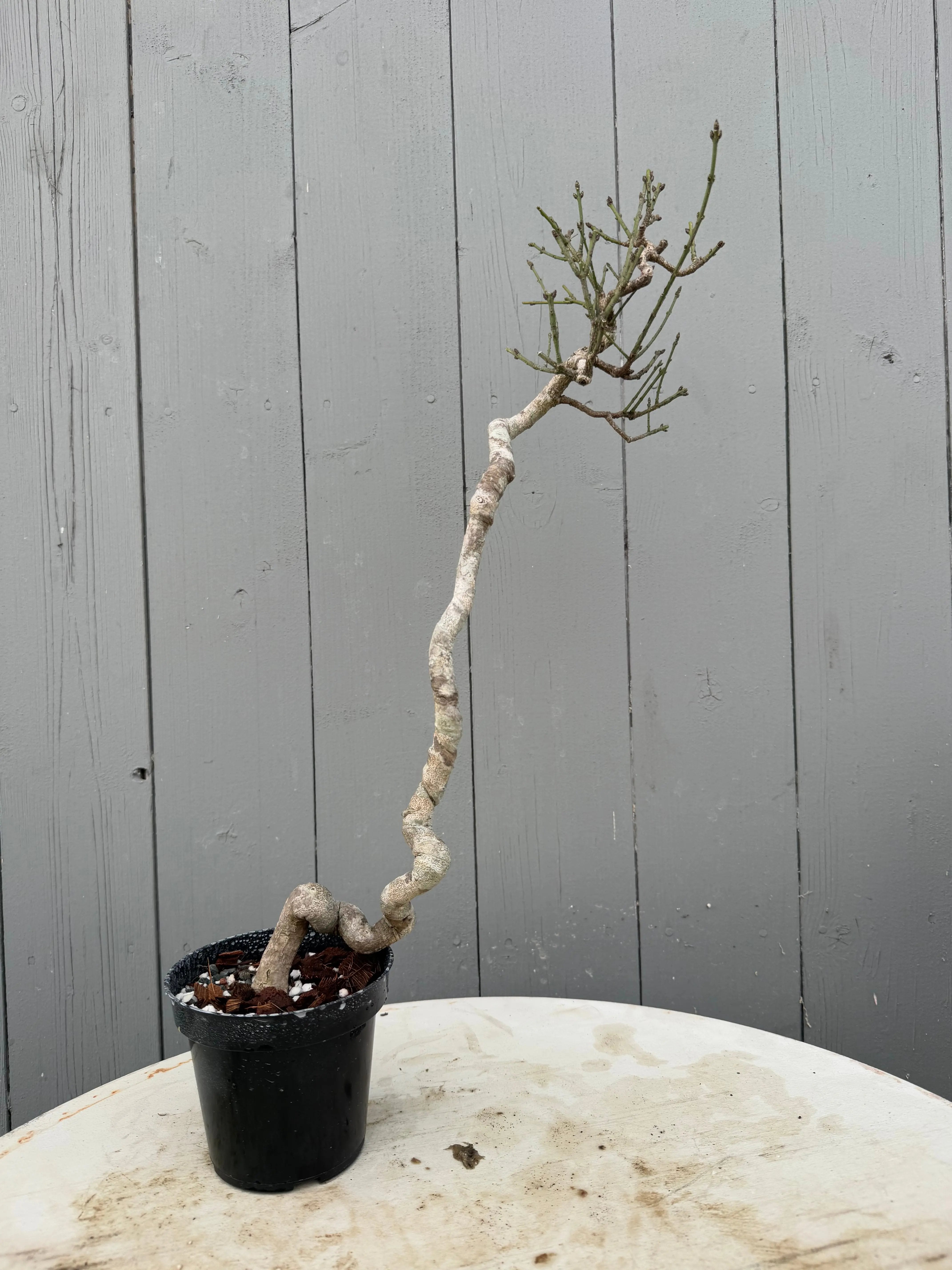 Euonymus Canada Bonsai