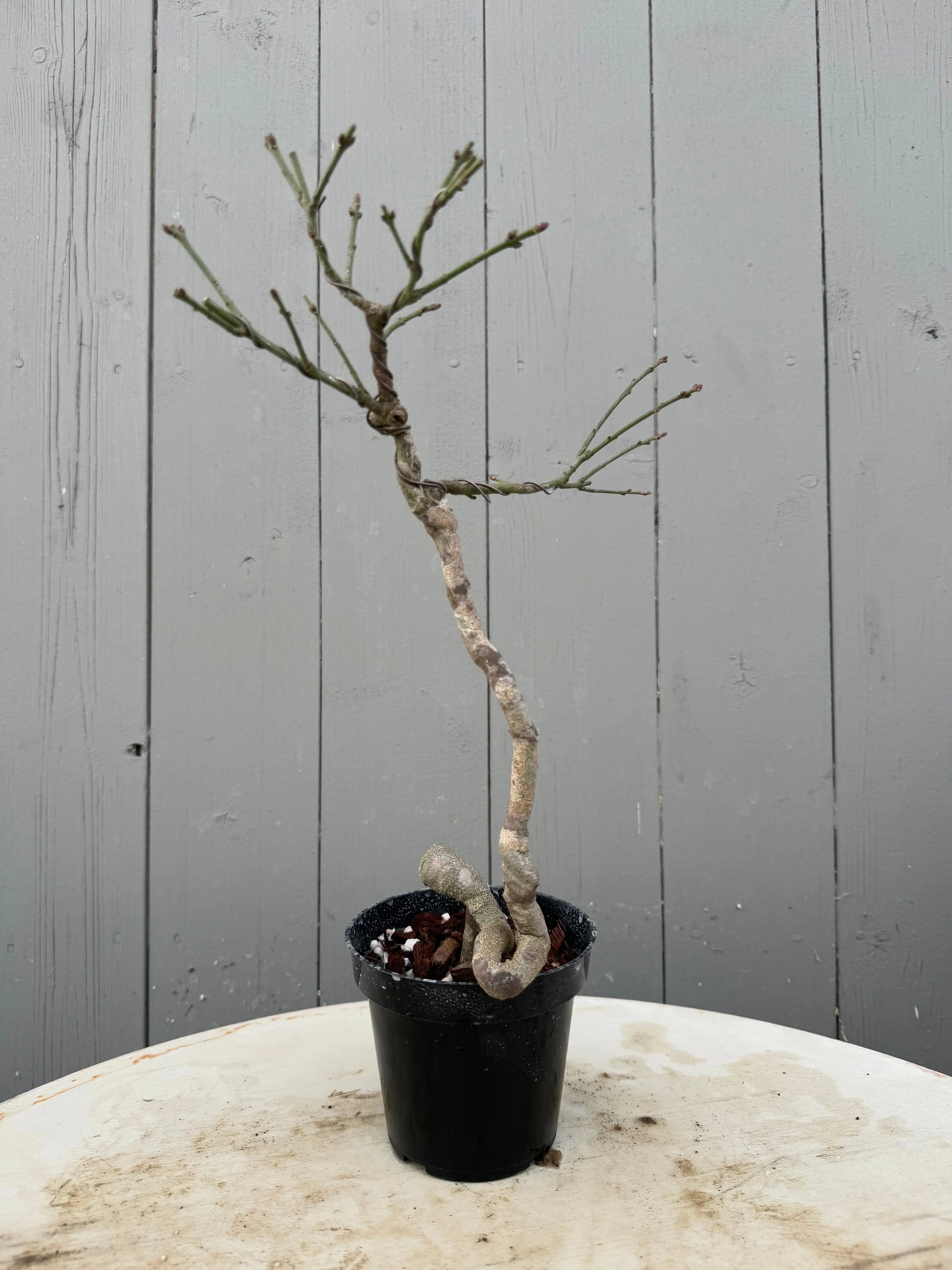 Euonymus Canada Bonsai