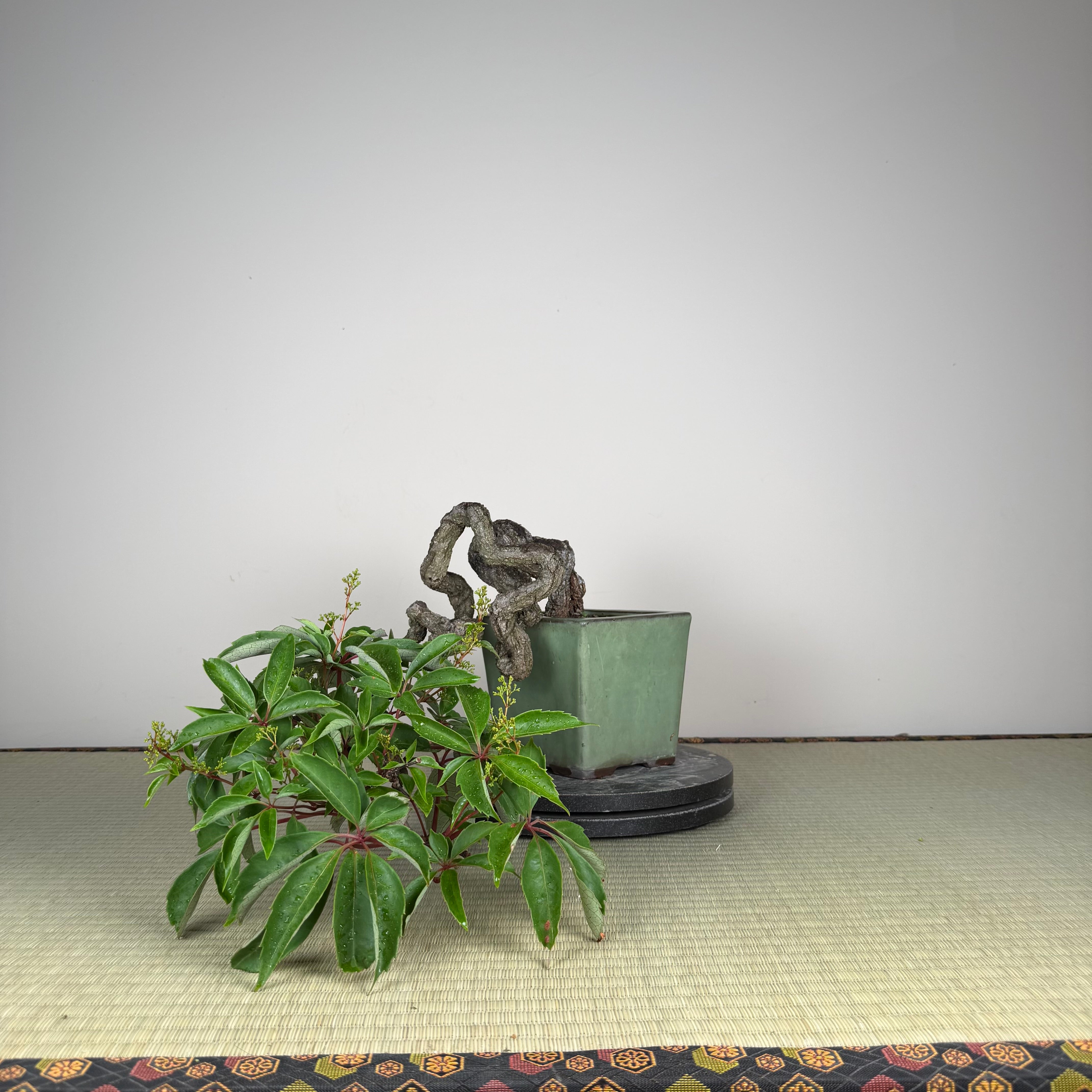 Parthenocissus quinquefolia (Pot antique)