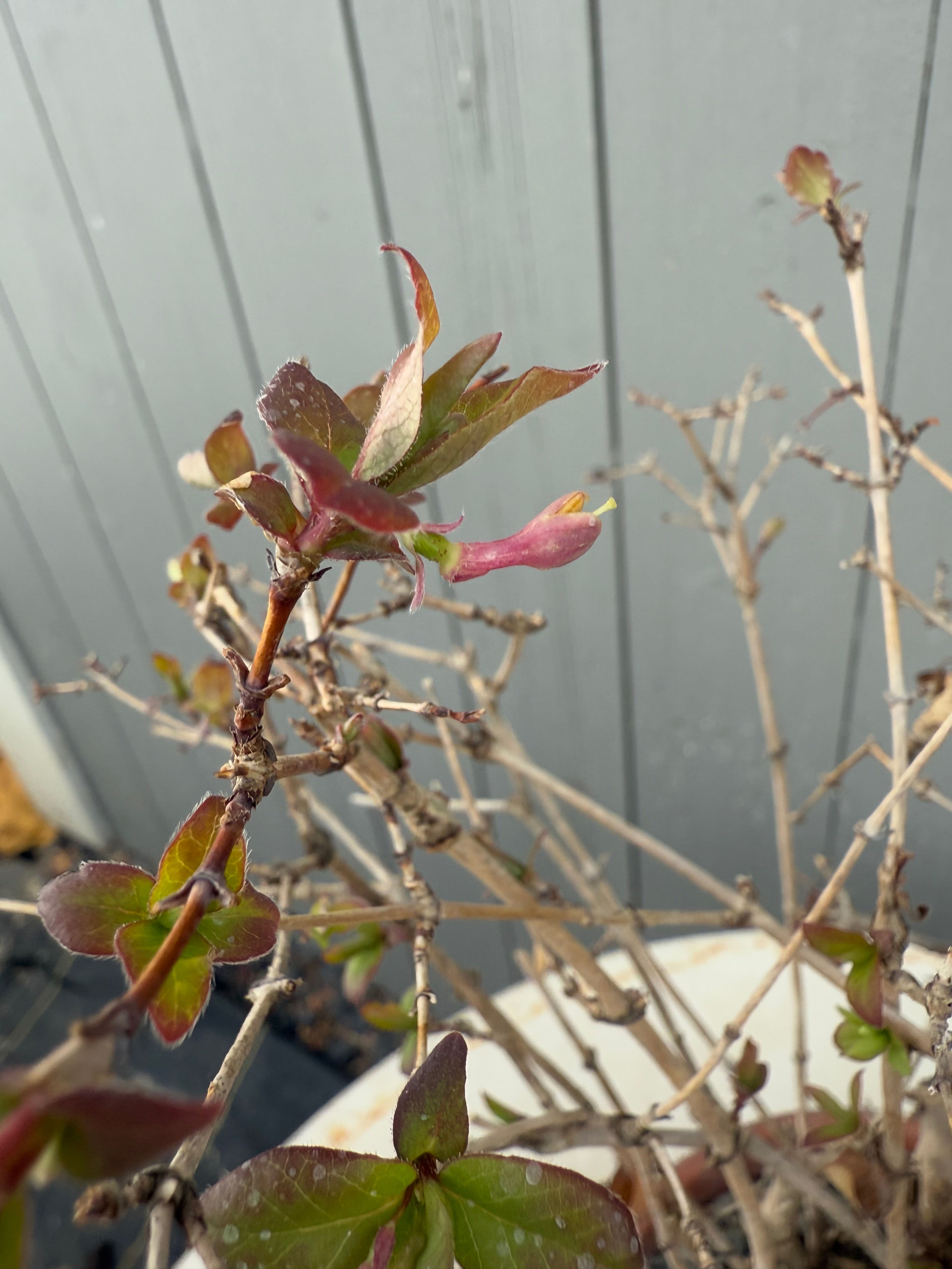 Lonicera gracilipes 'Miyama'