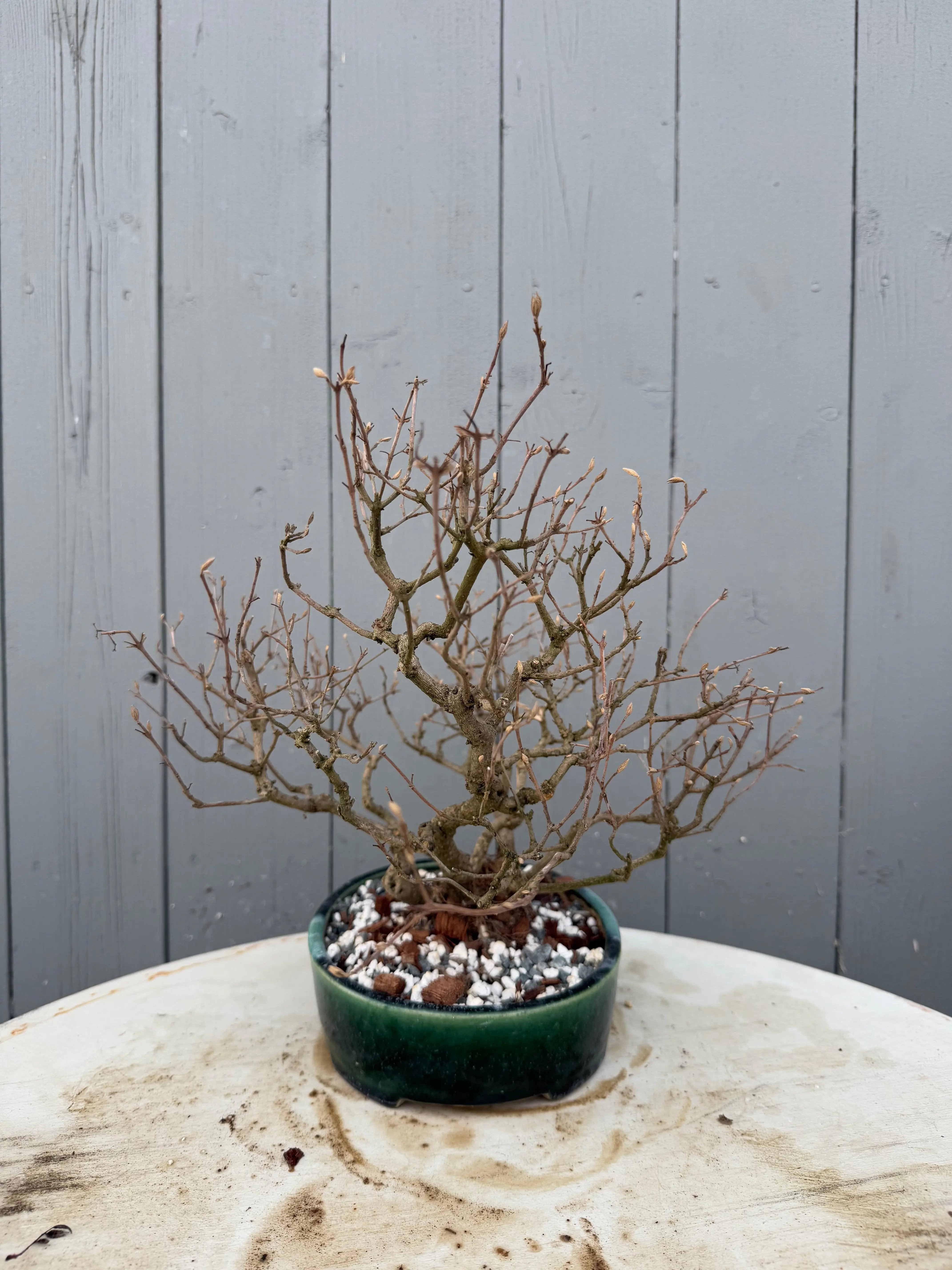 Callicarpa japonica Canada Bonsai