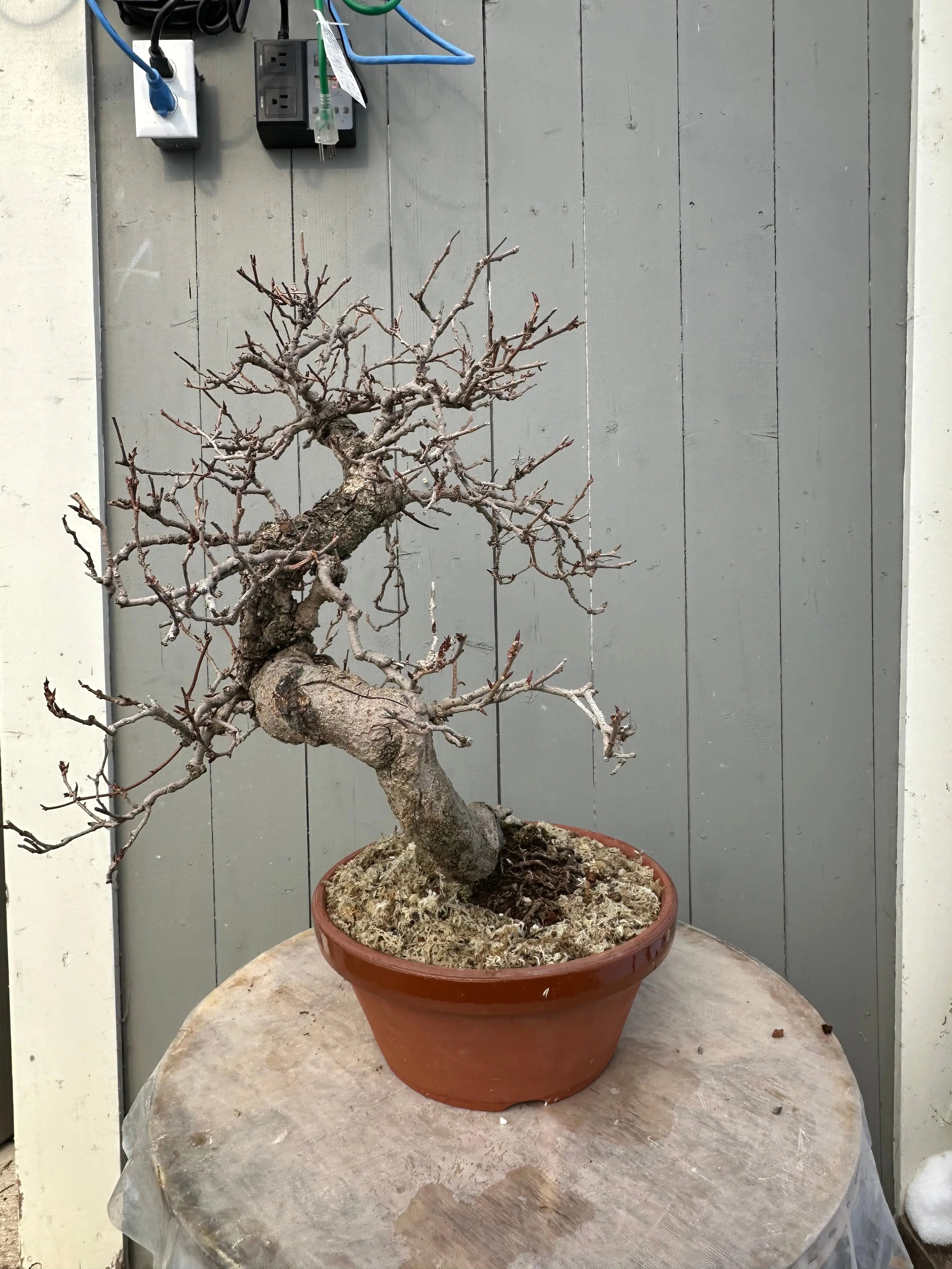 Kadsura #2 Canada Bonsai