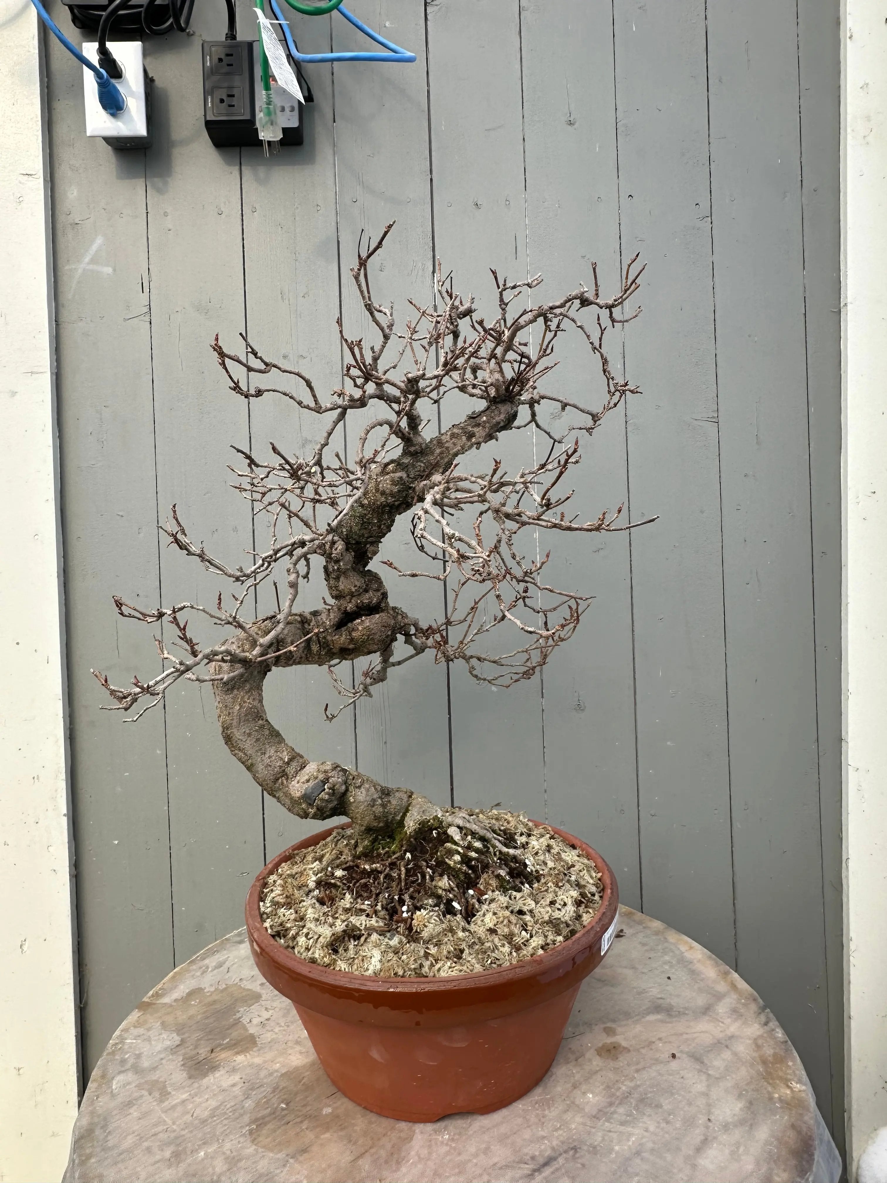 Kadsura #2 Canada Bonsai