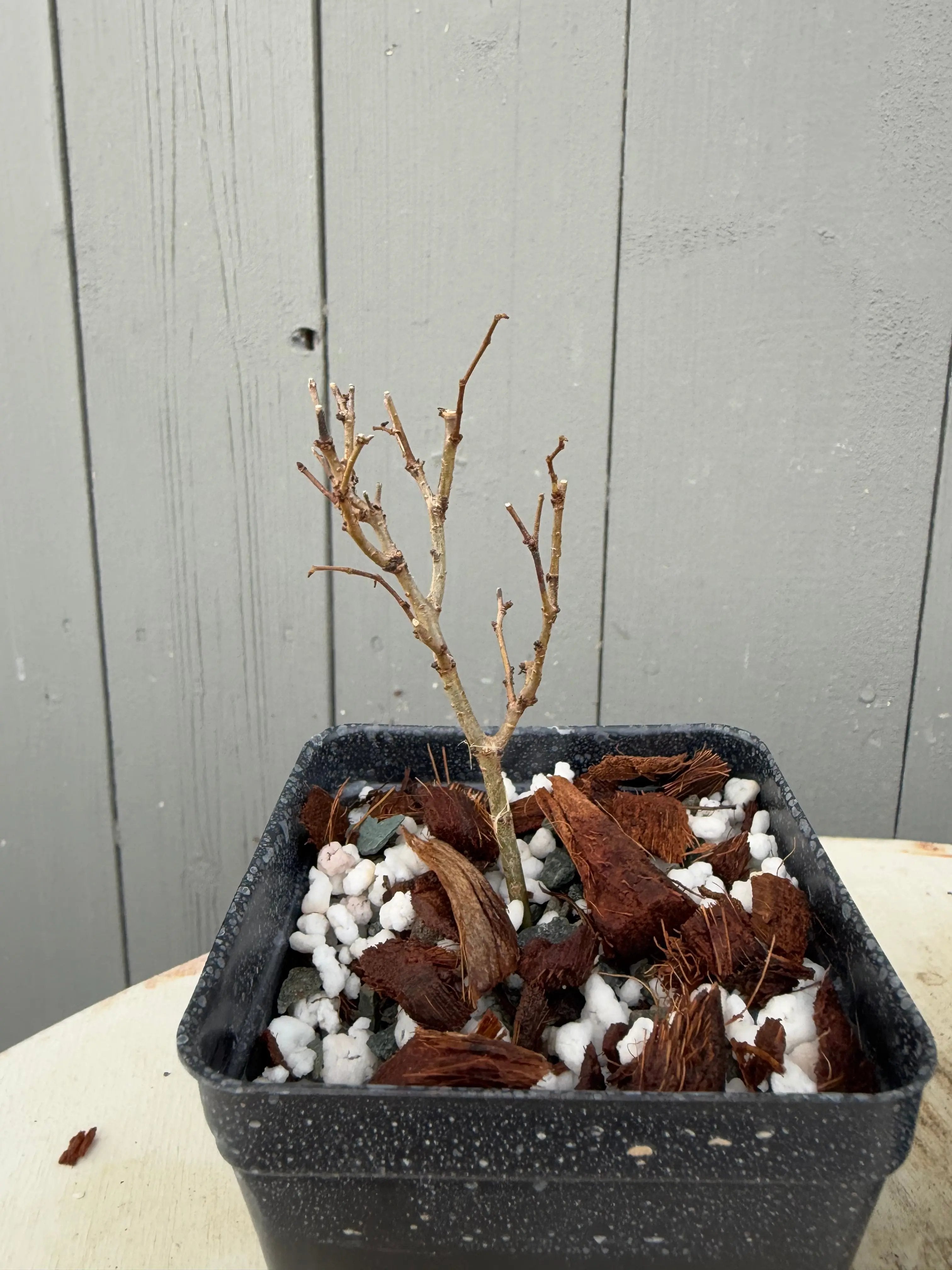 Zelkova serrata Canada Bonsai