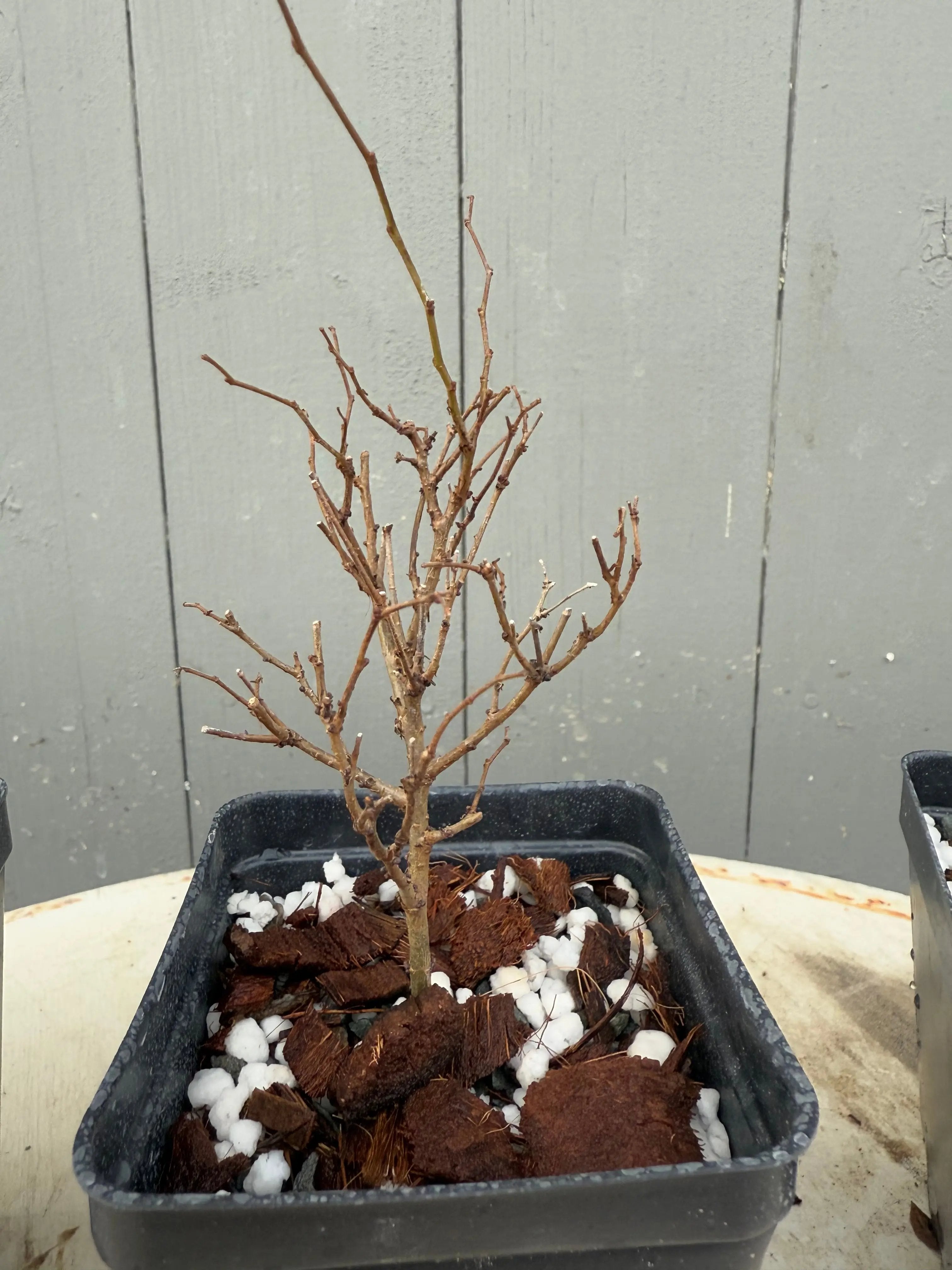 Zelkova serrata Canada Bonsai