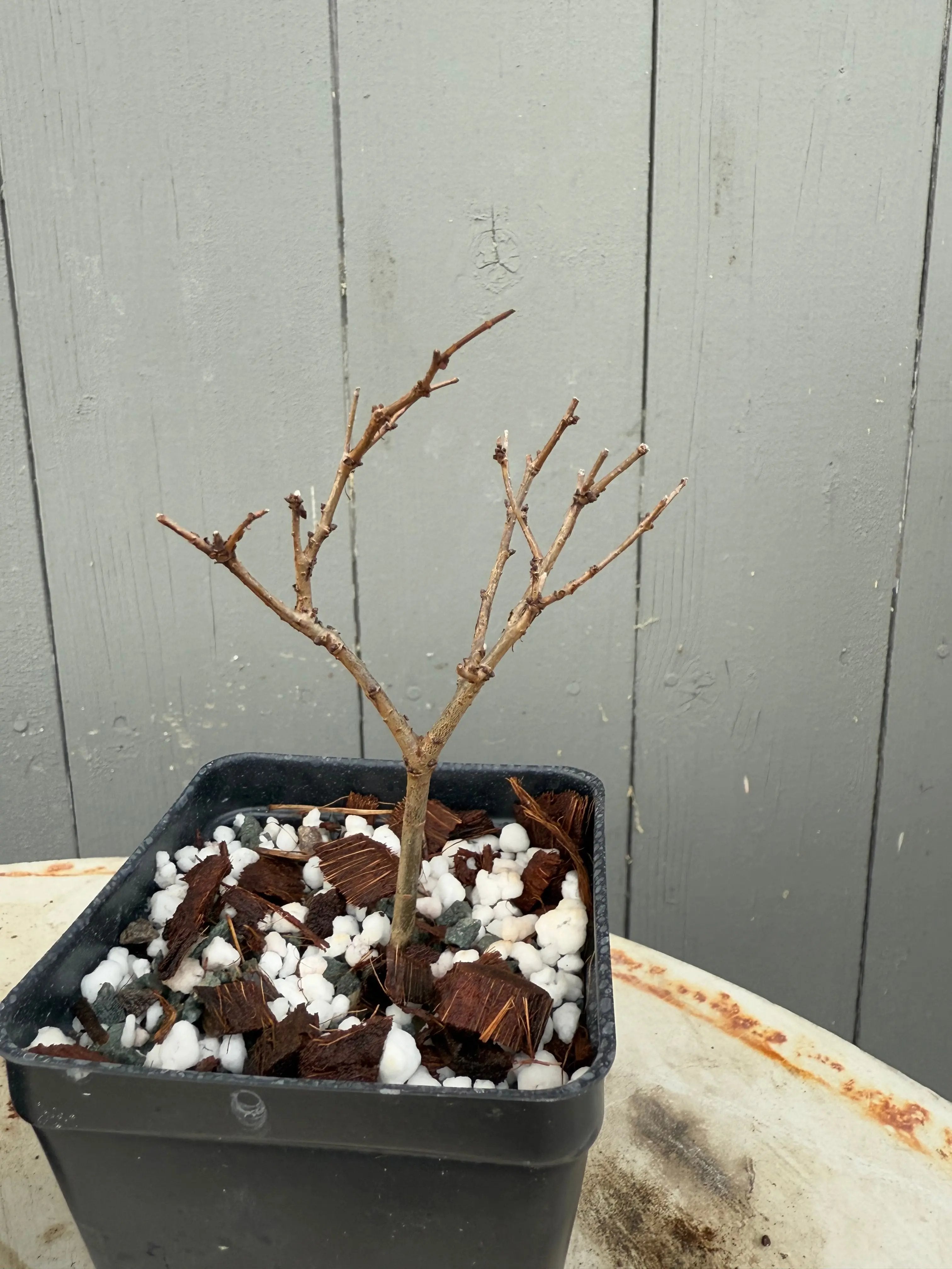 Zelkova serrata Canada Bonsai