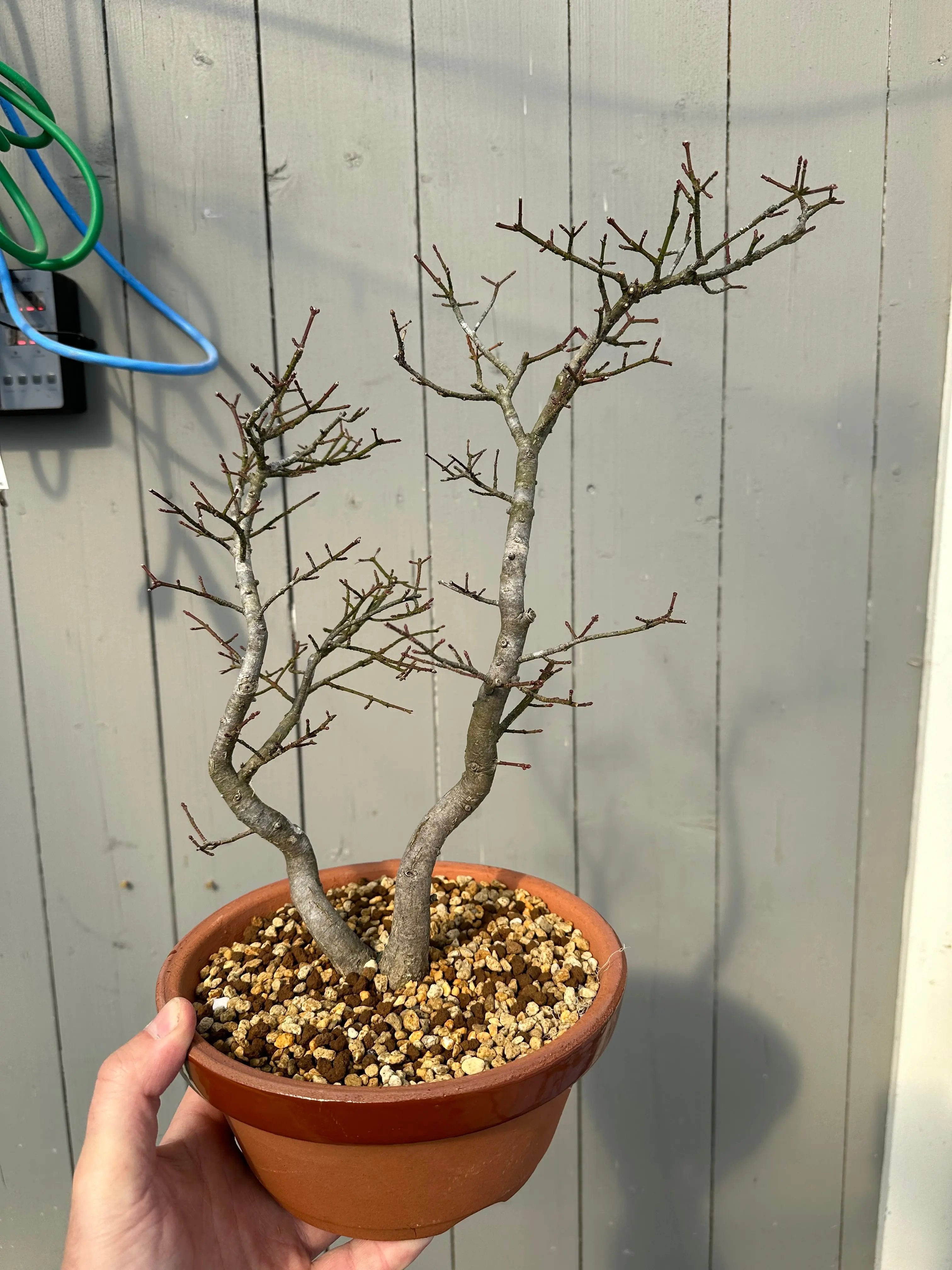 Euonymus #6 Canada Bonsai