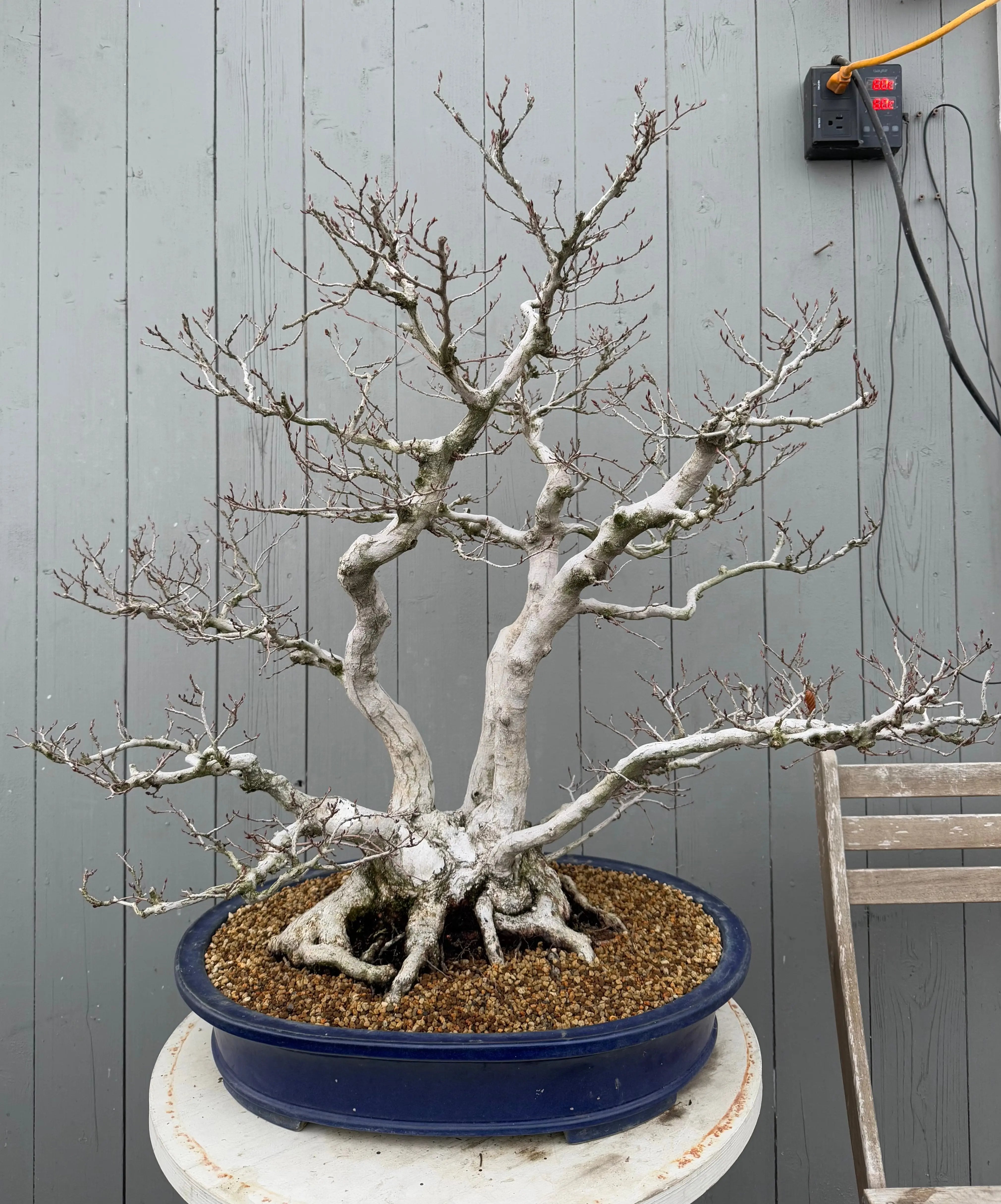 Carpinus turczaninowii Canada Bonsai