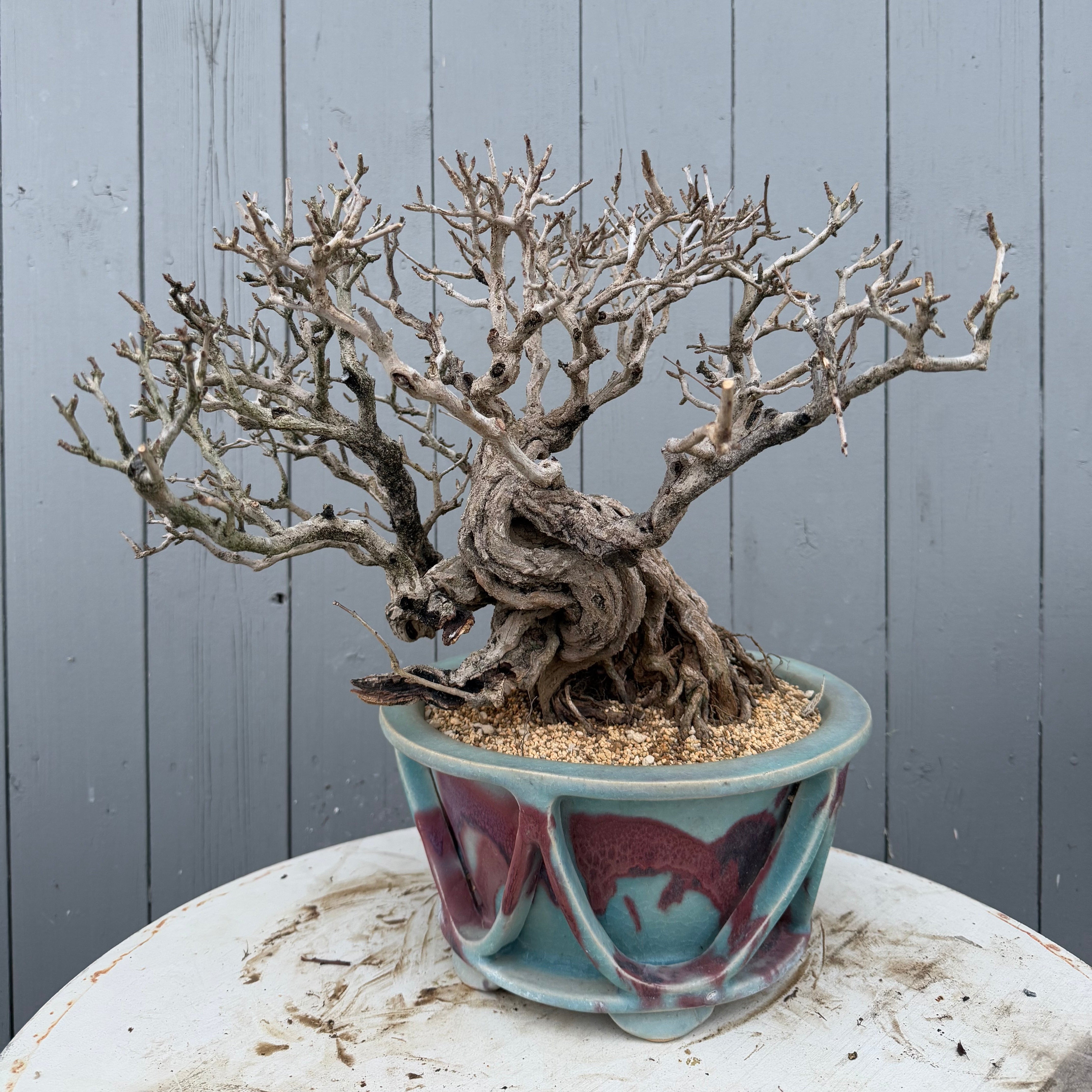 Punica granatum 25th Anniversary Gafu-ten