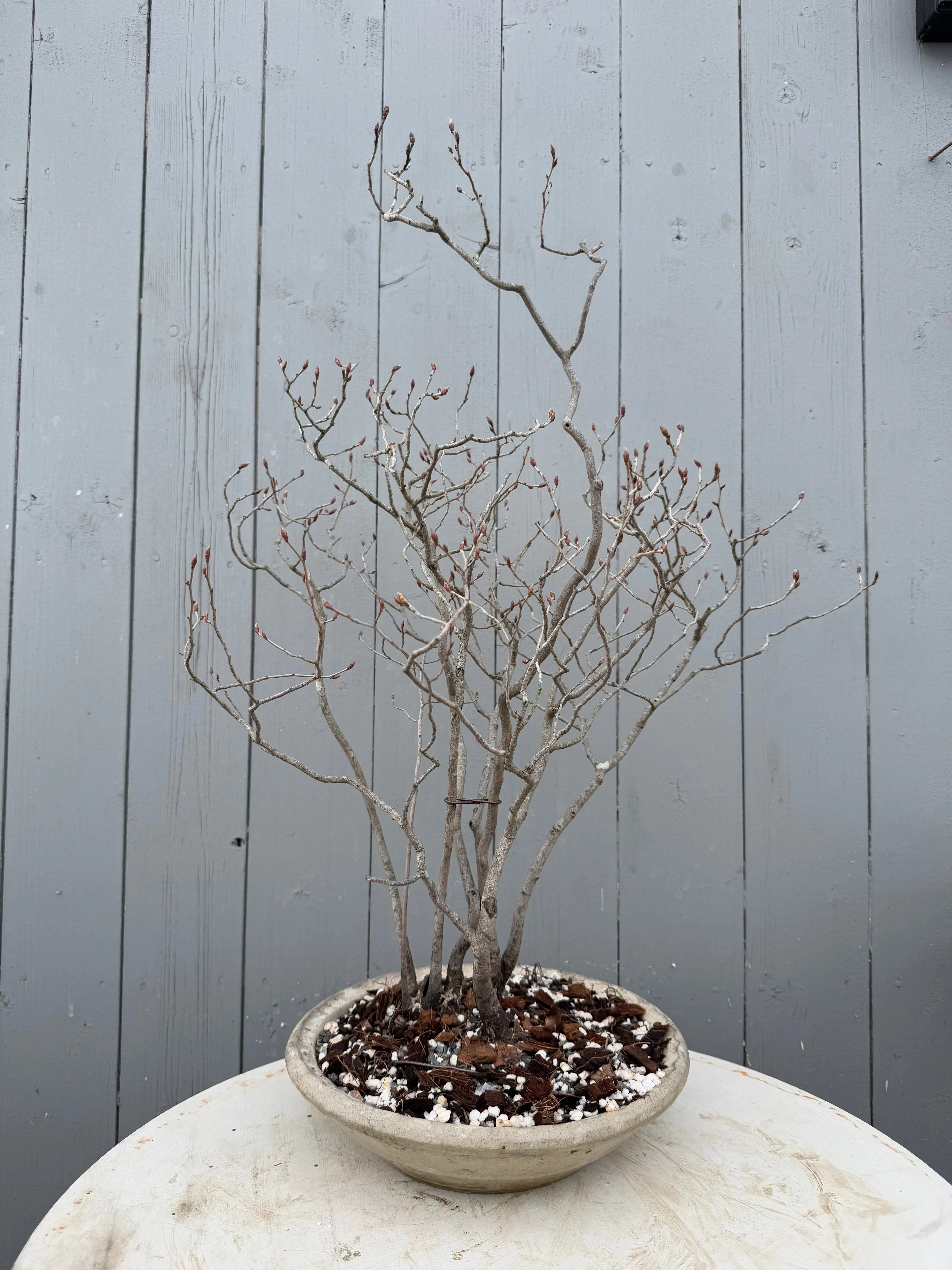 Lindera glauca Canada Bonsai