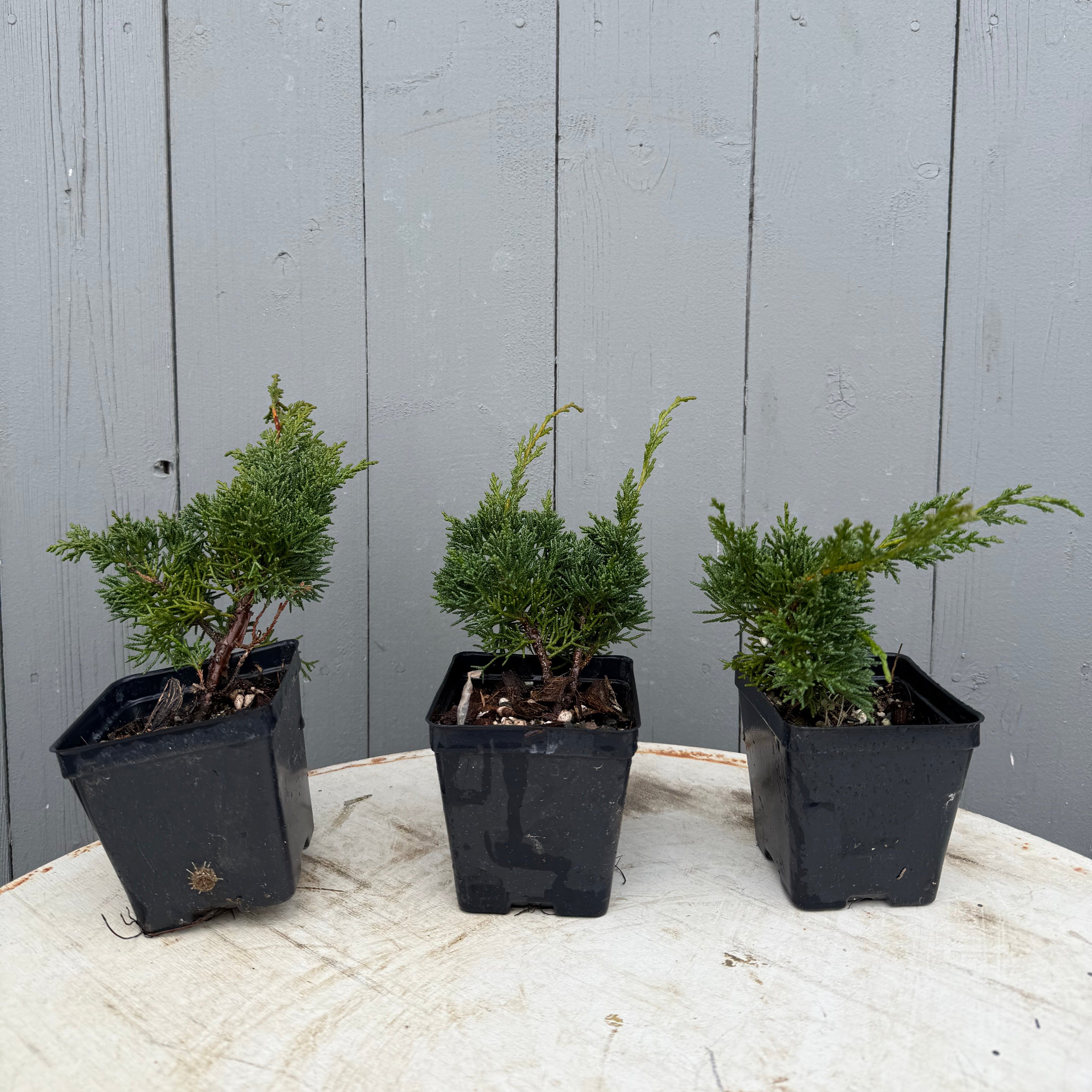 Juniperus (Shimpaku)