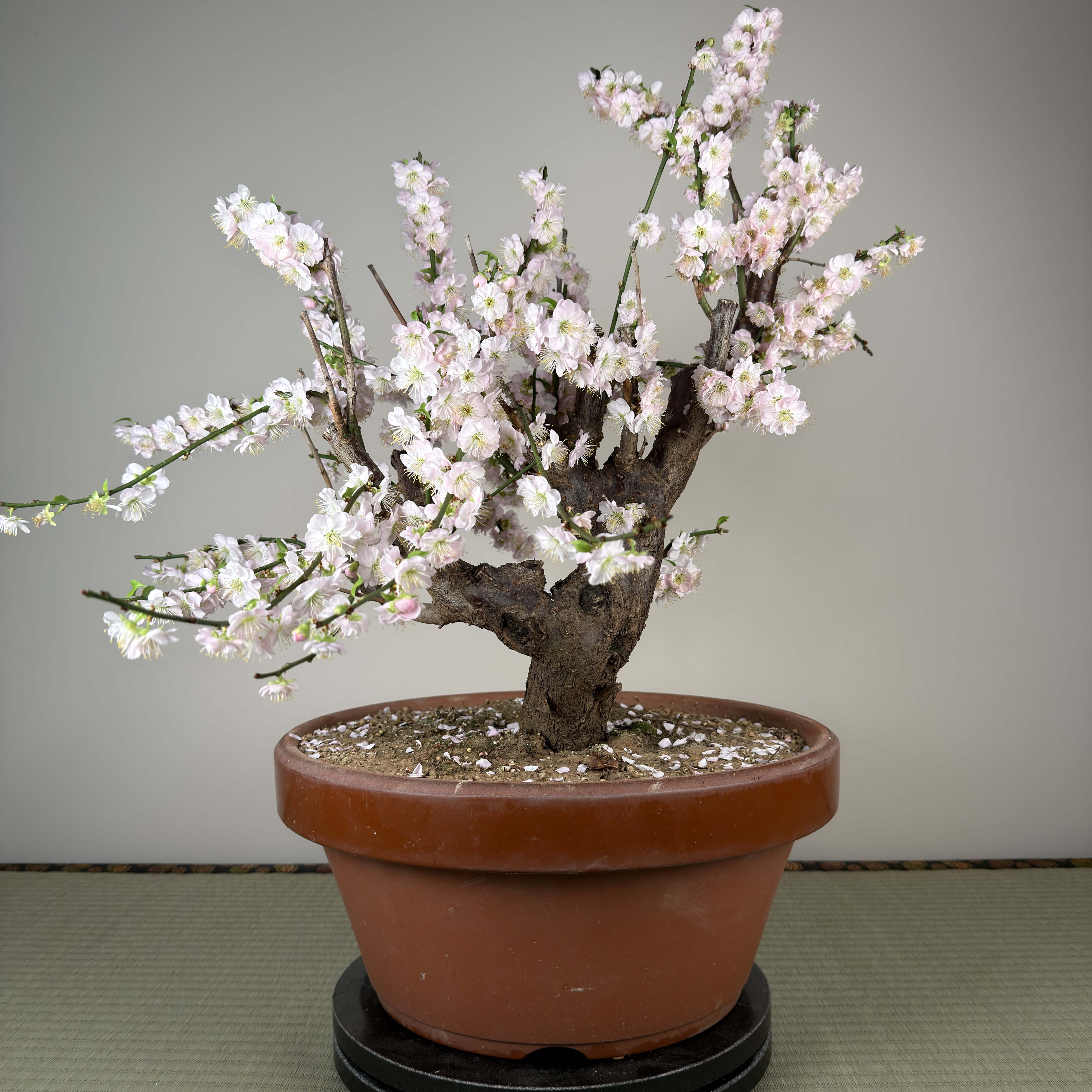 Glycine floribunda
