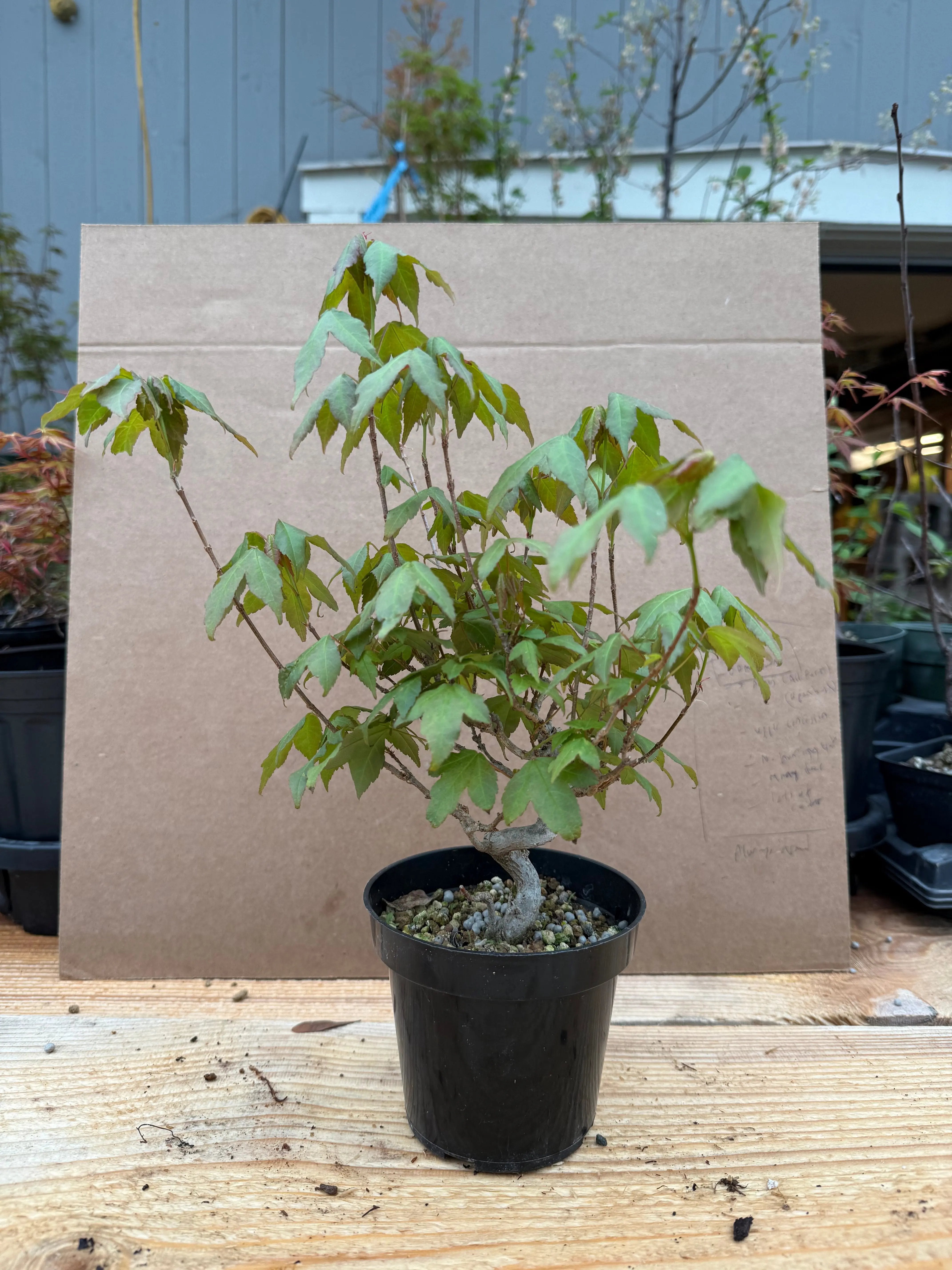 Acer buergerianum Canada Bonsai