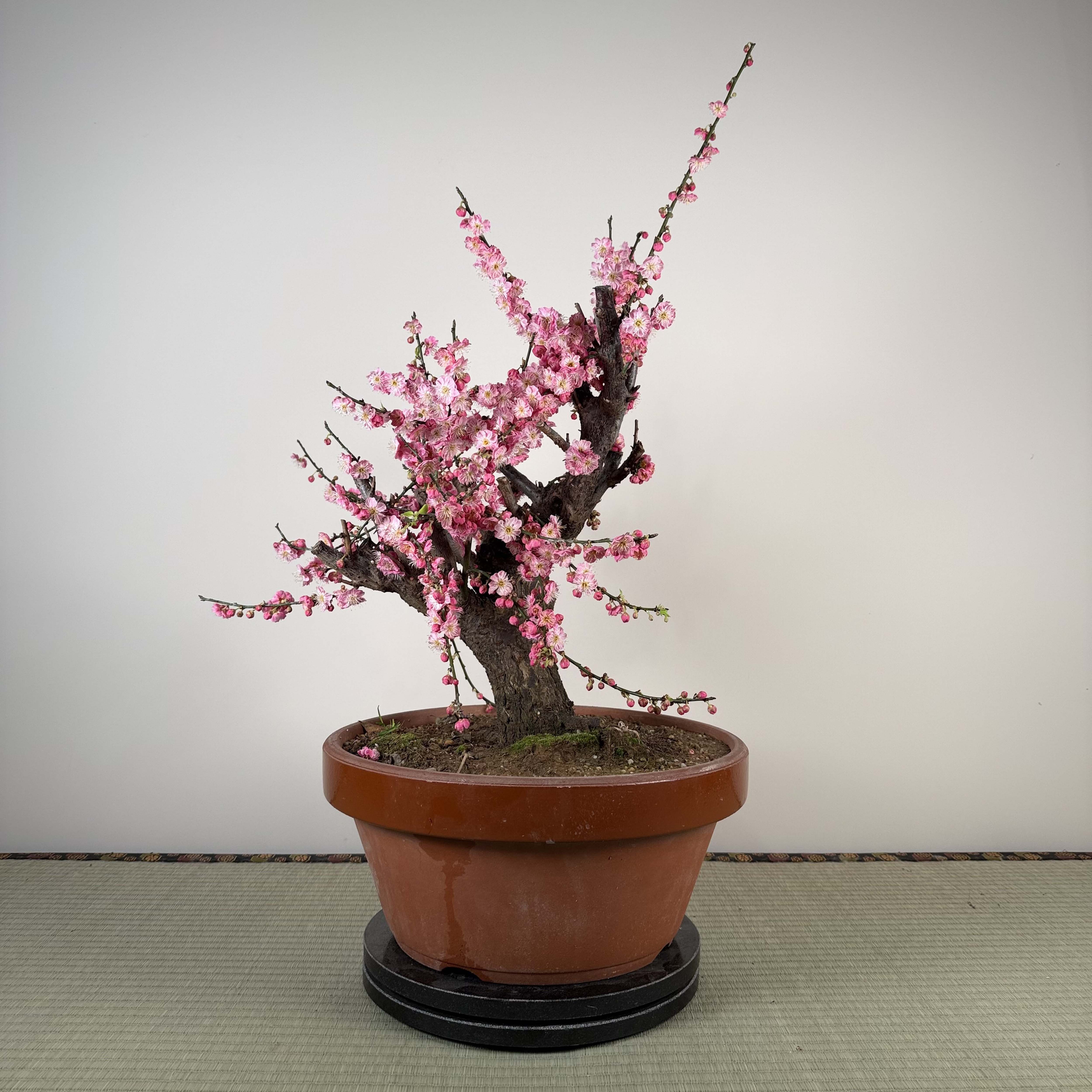 Prunus mume 'Gǔ lǐ hóng'