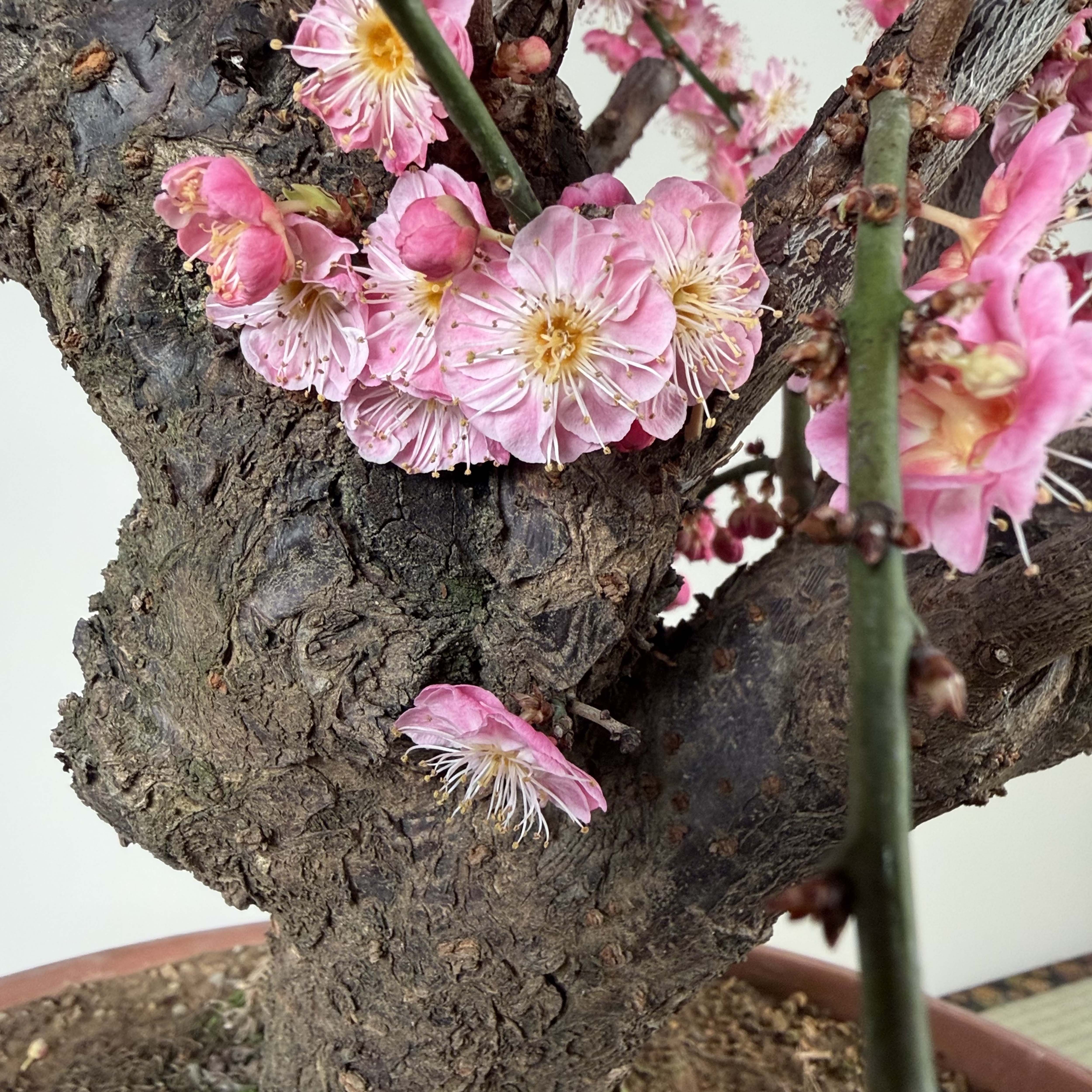 Prunus mume 'Gǔ lǐ hóng'