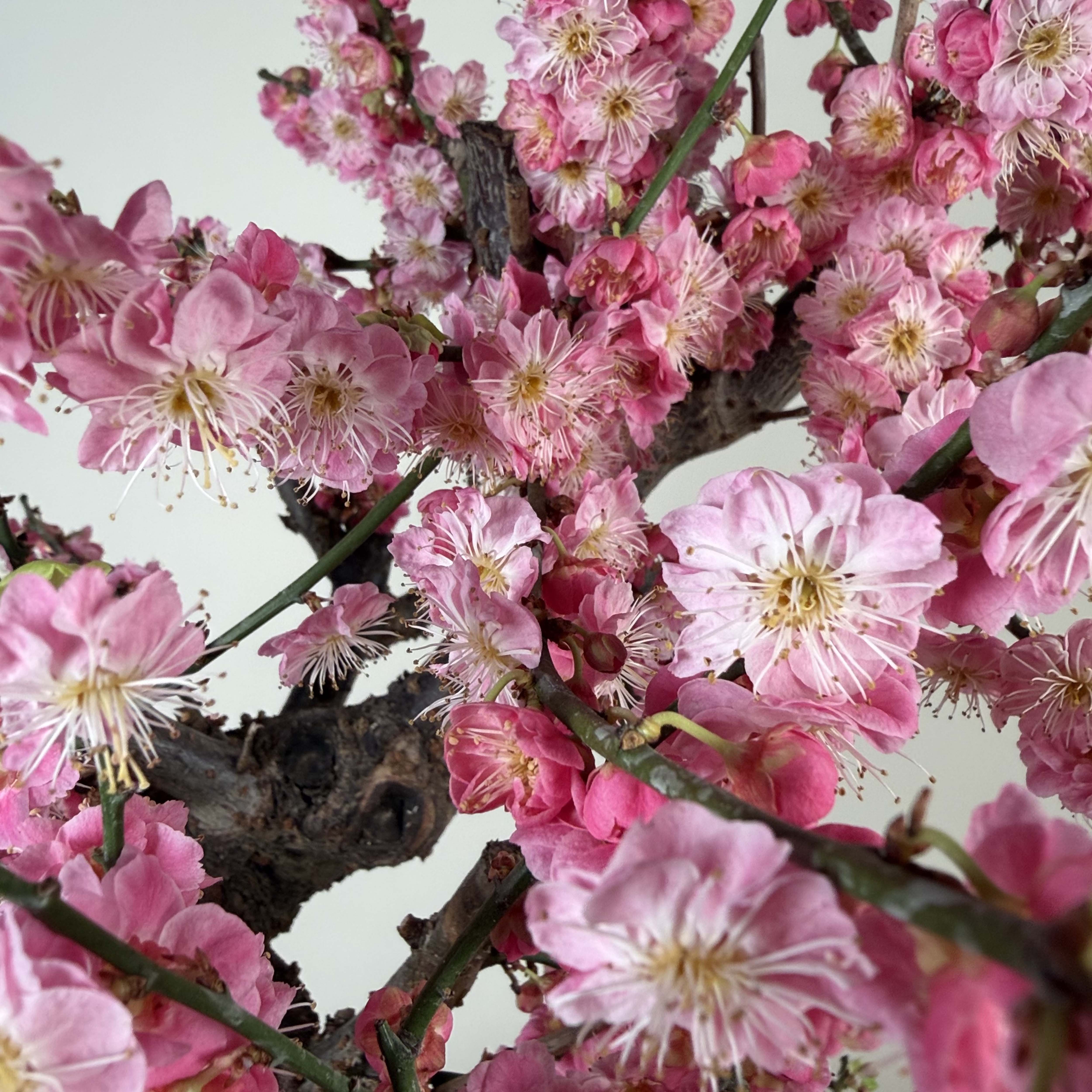 Prunus mume 'Gǔ lǐ hóng'