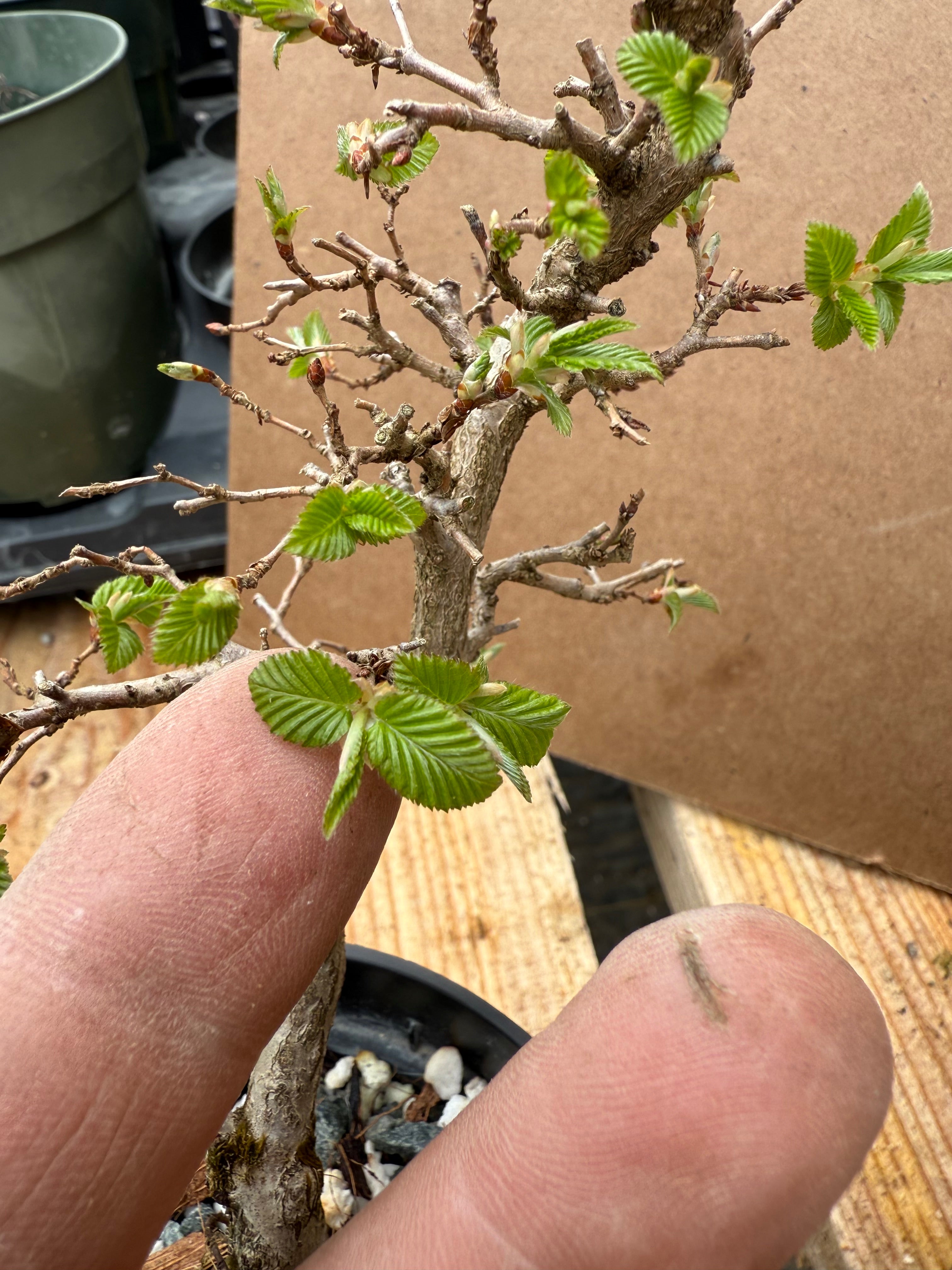 Carpinus turczaninowii