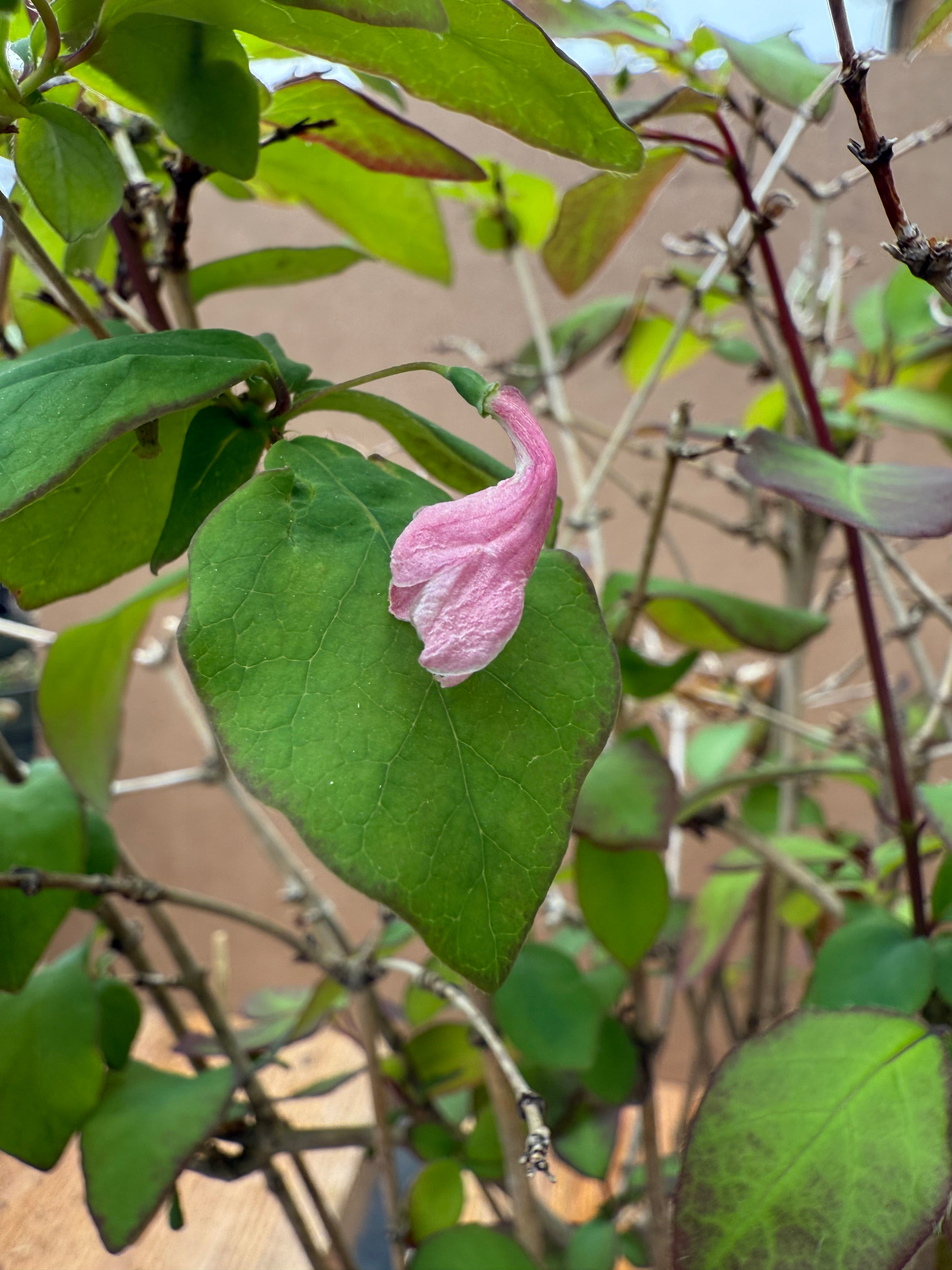 Lonicera gracilipes 'Miyama'