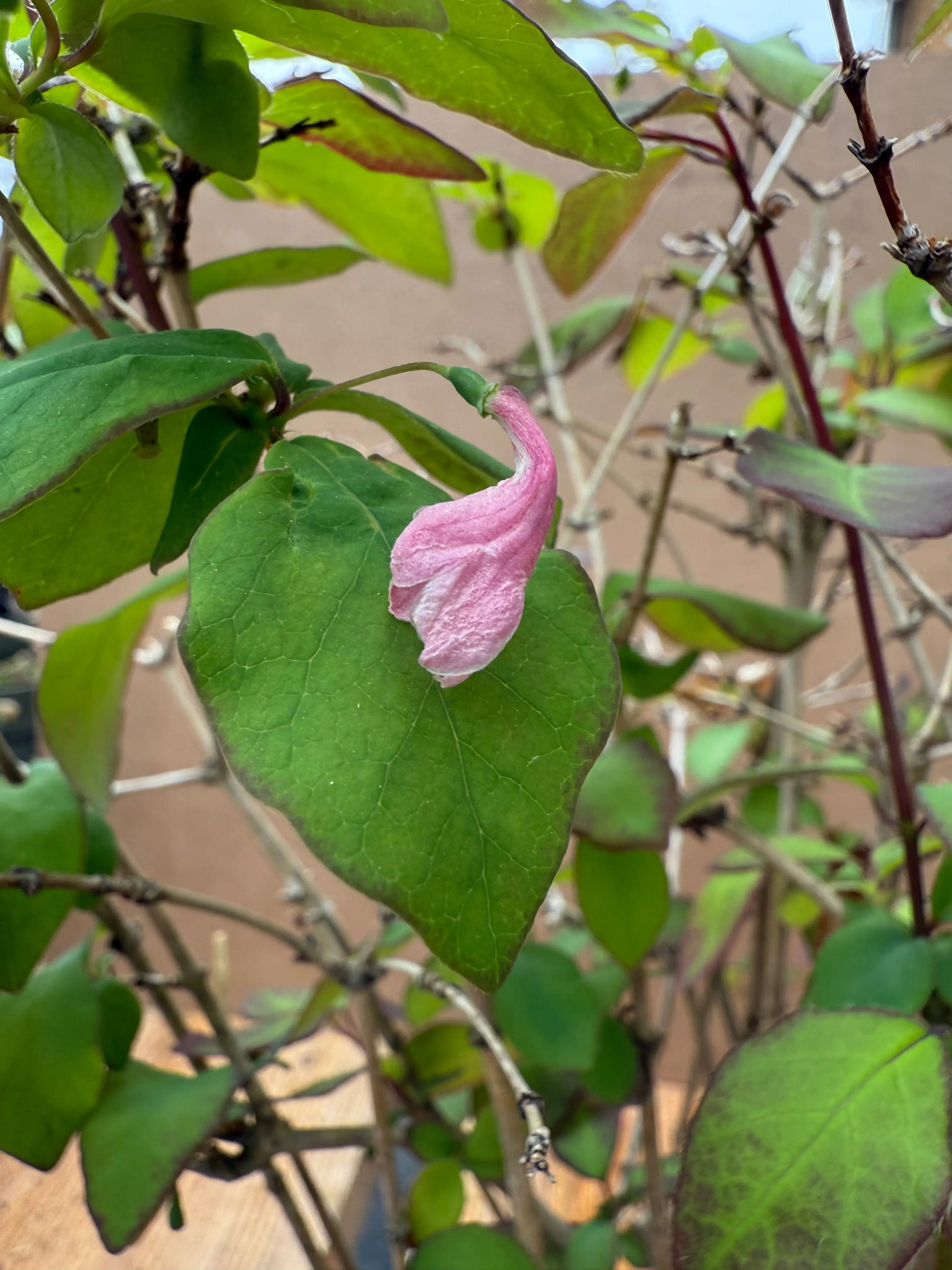 Lonicera gracilipes 'Miyama' Canada Bonsai