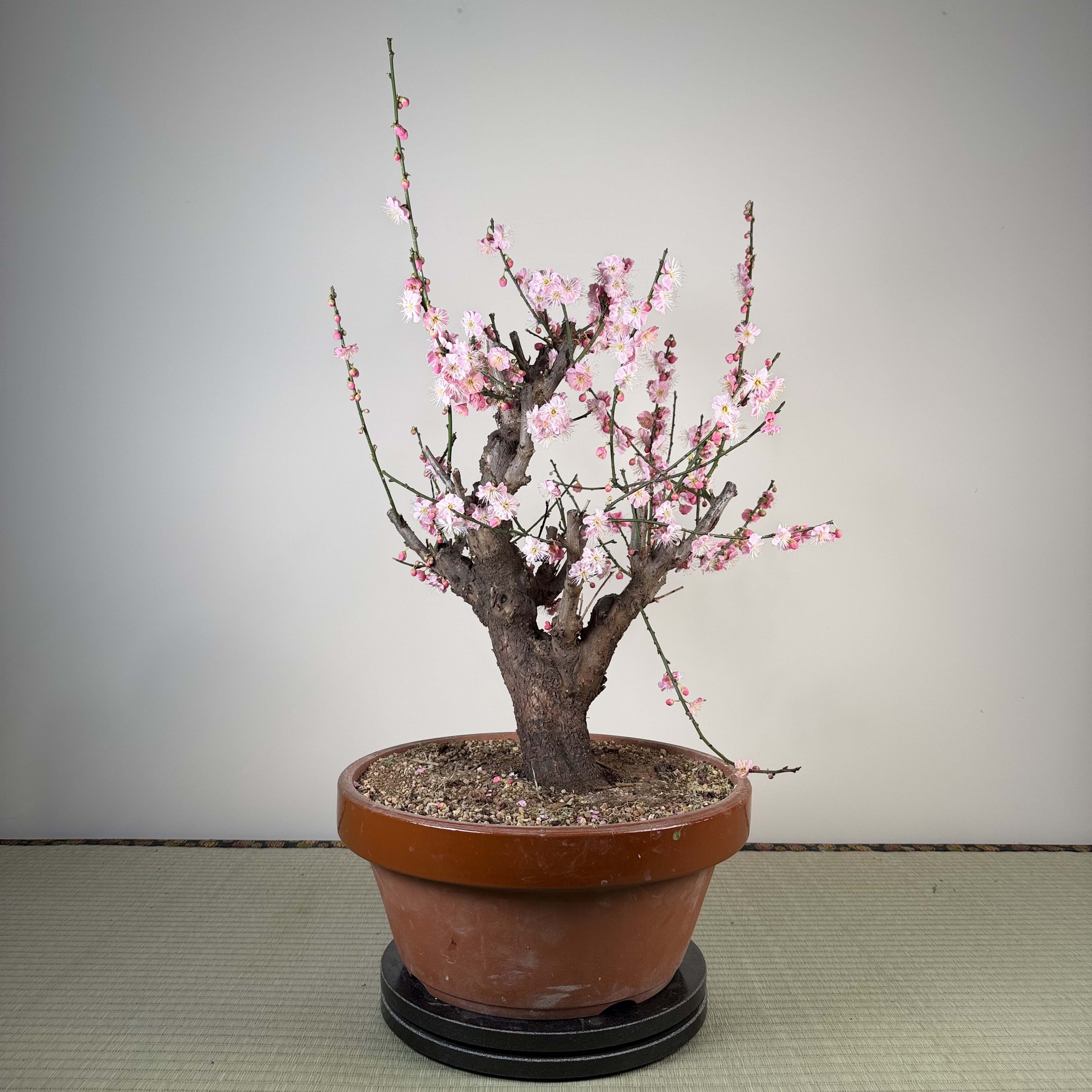 Prunus mume 'Gǔ lǐ hóng'
