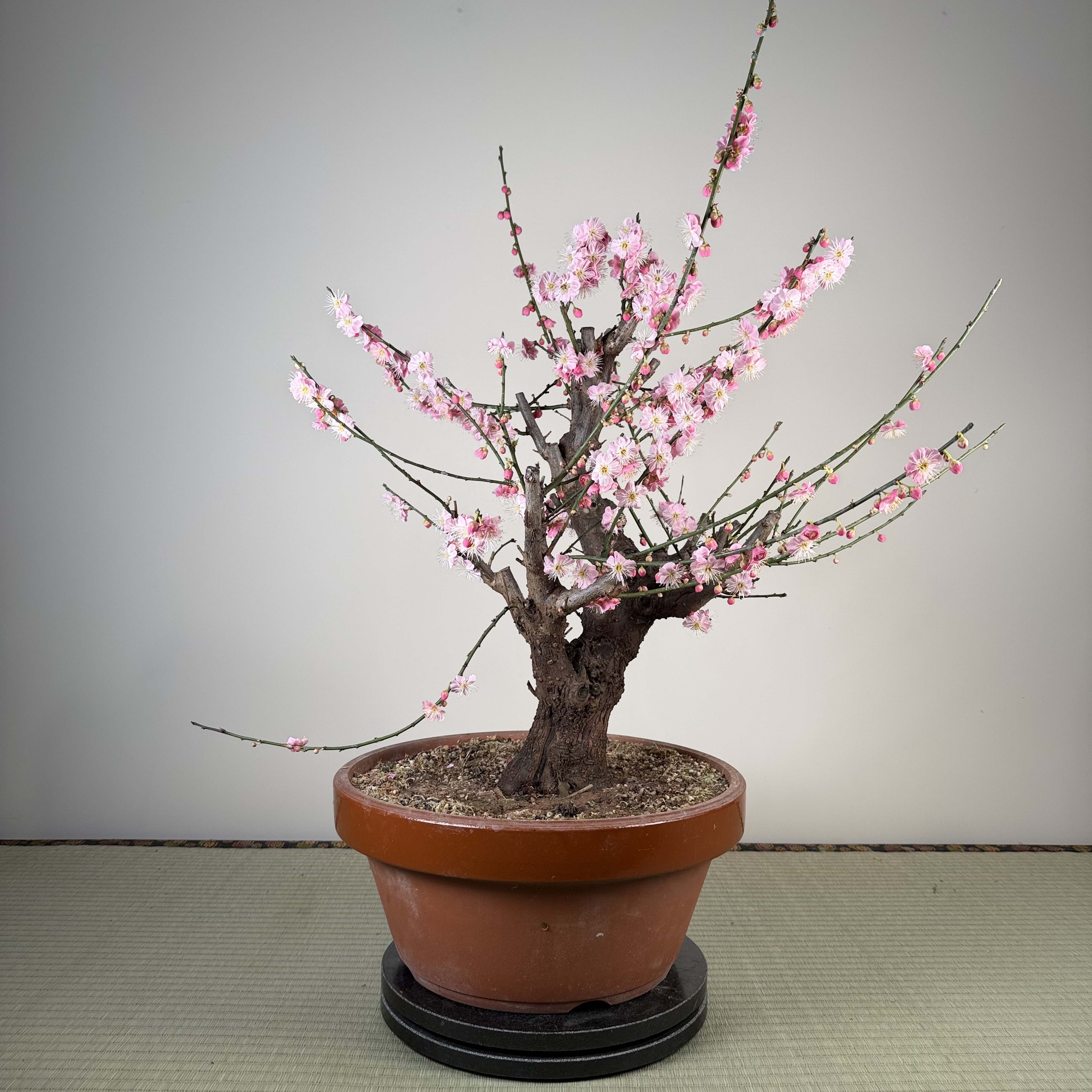 Prunus mume 'Gǔ lǐ hóng'
