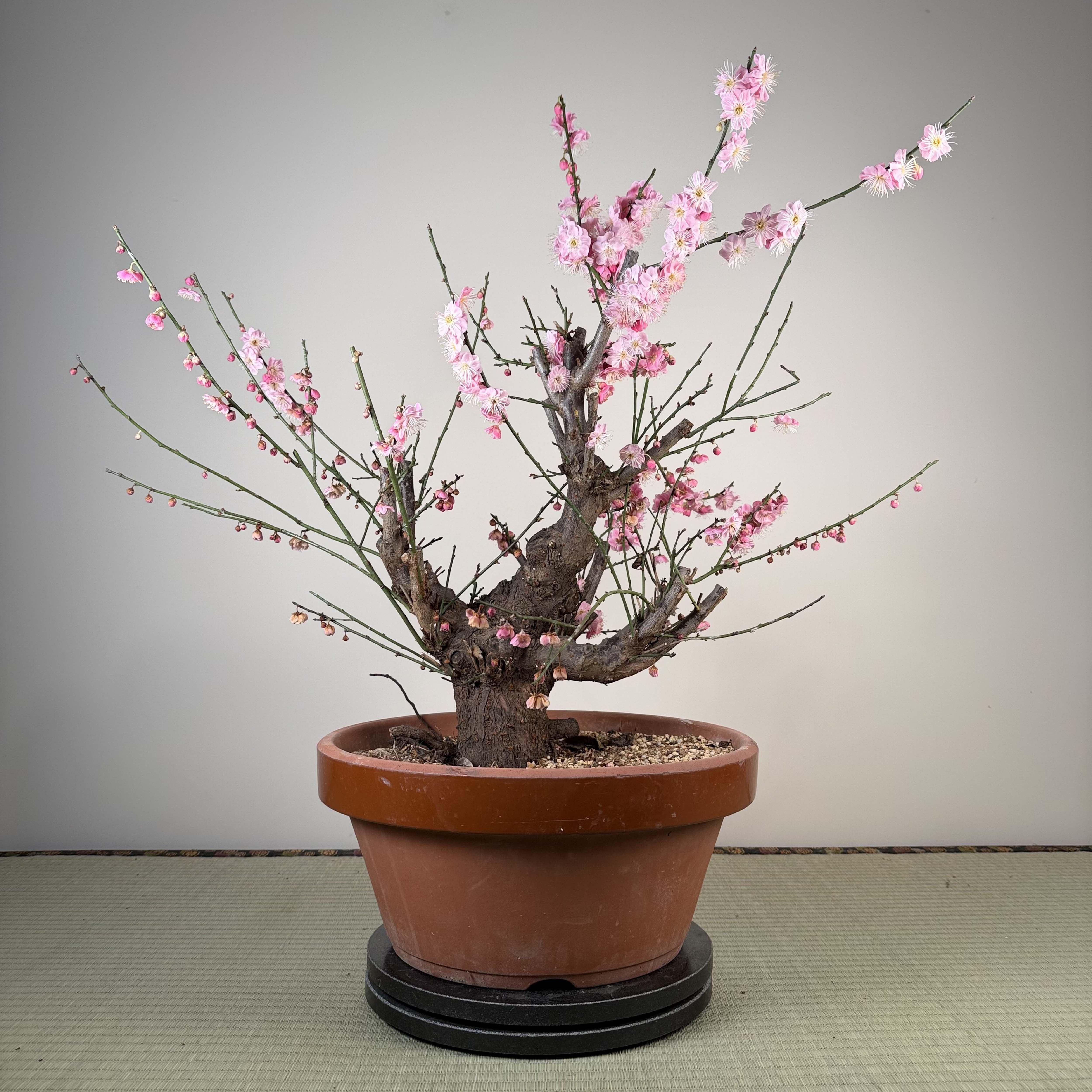 Prunus mume 'Gǔ lǐ hóng'