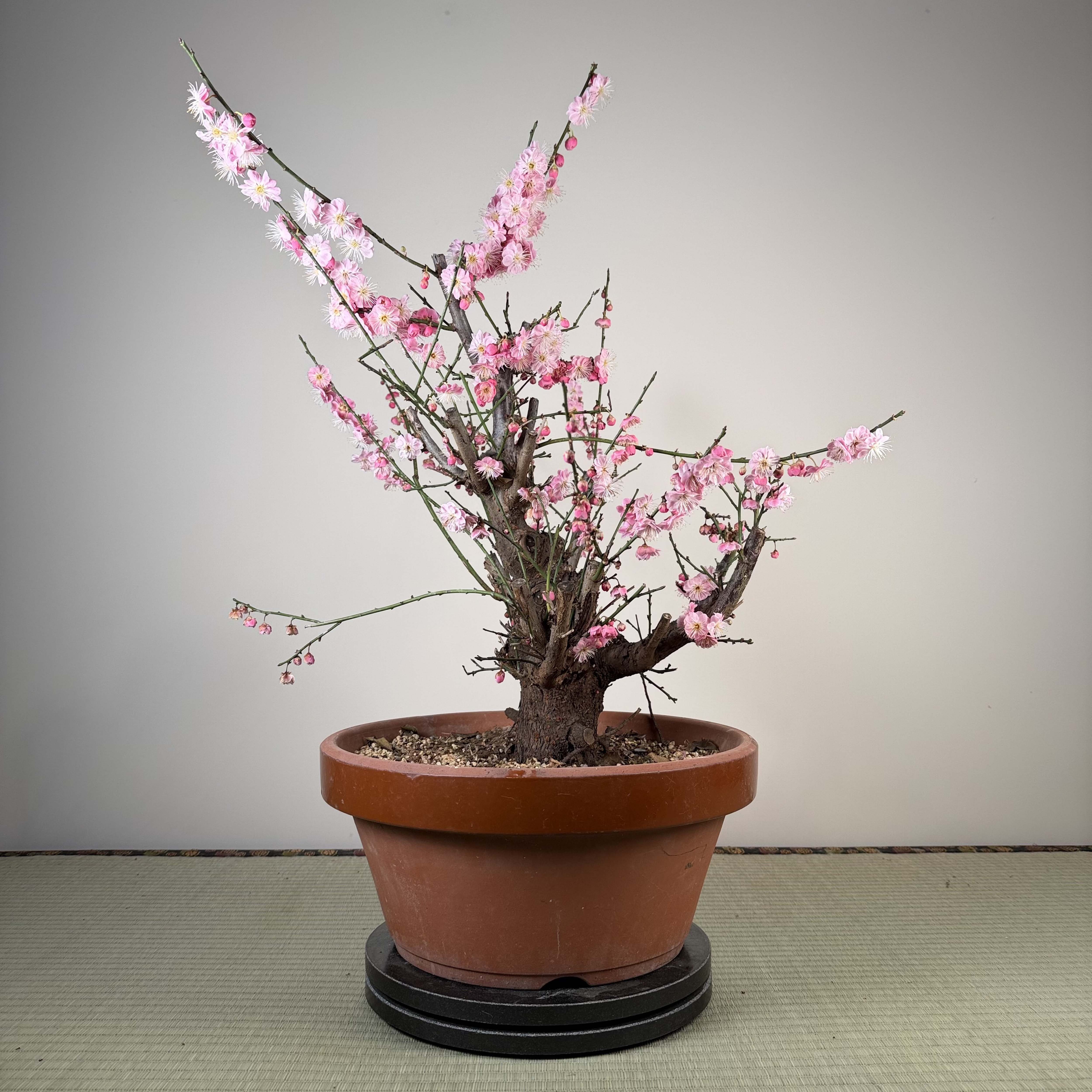 Prunus mume 'Gǔ lǐ hóng'