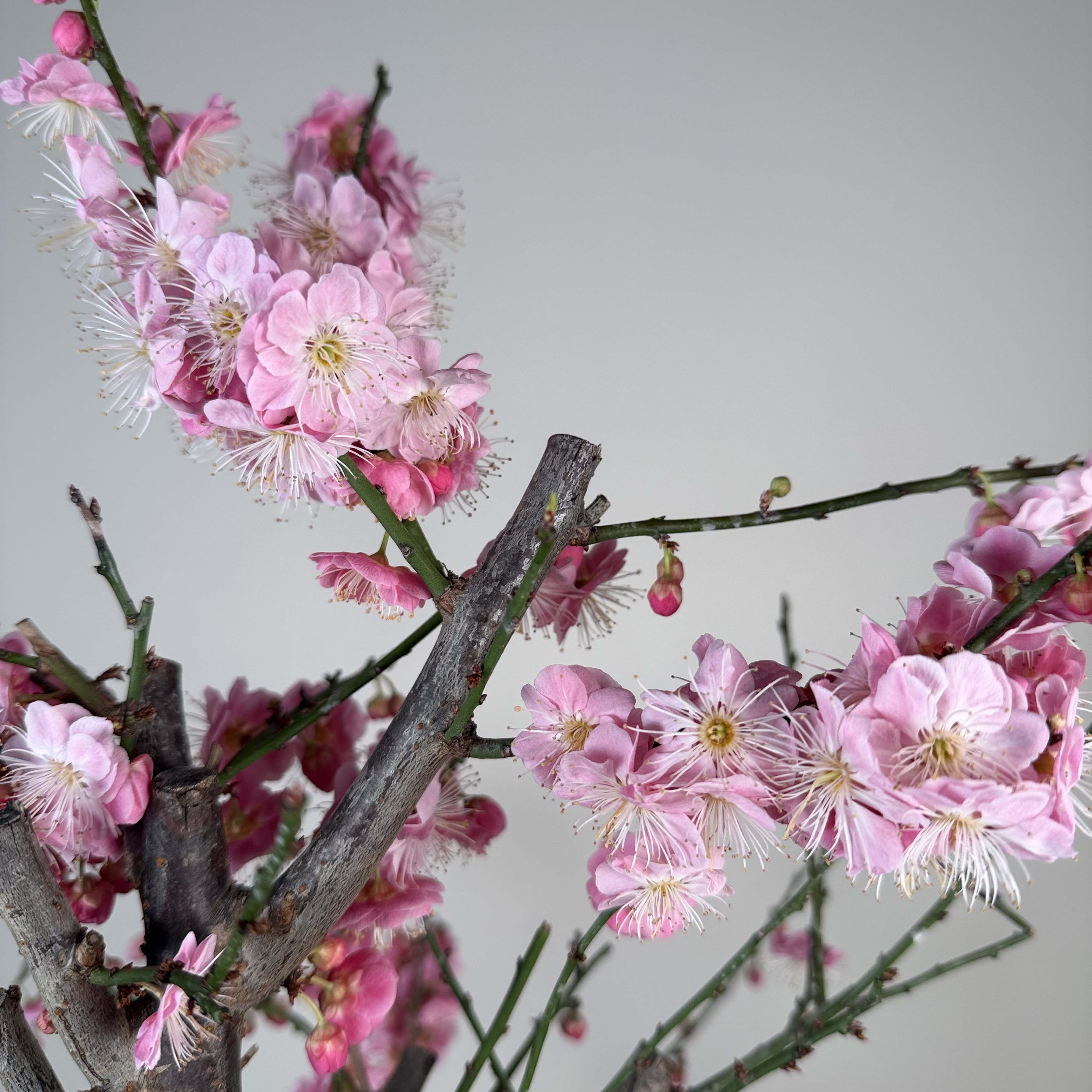 Prunus mume 'Gǔ lǐ hóng'