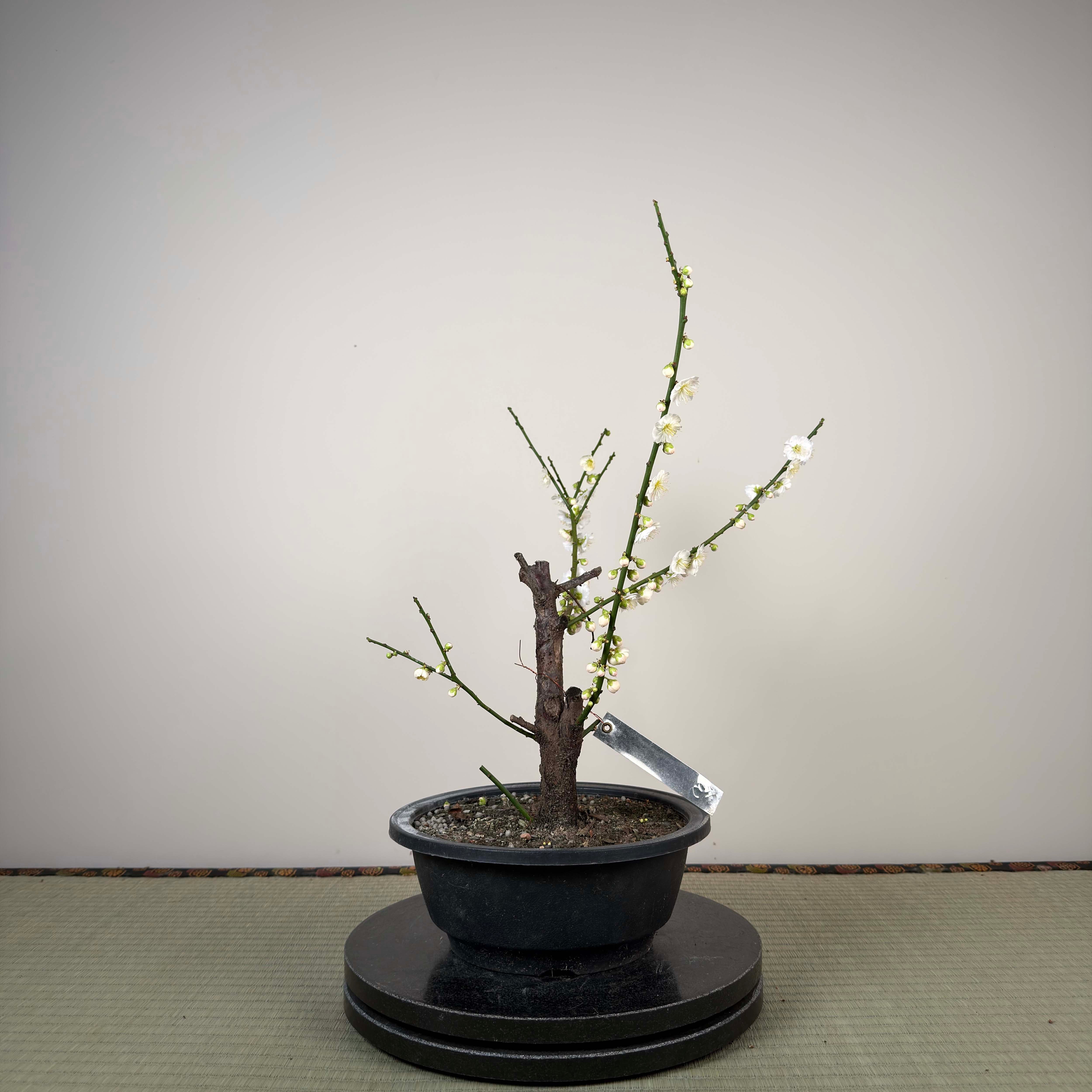 Glycine floribunda
