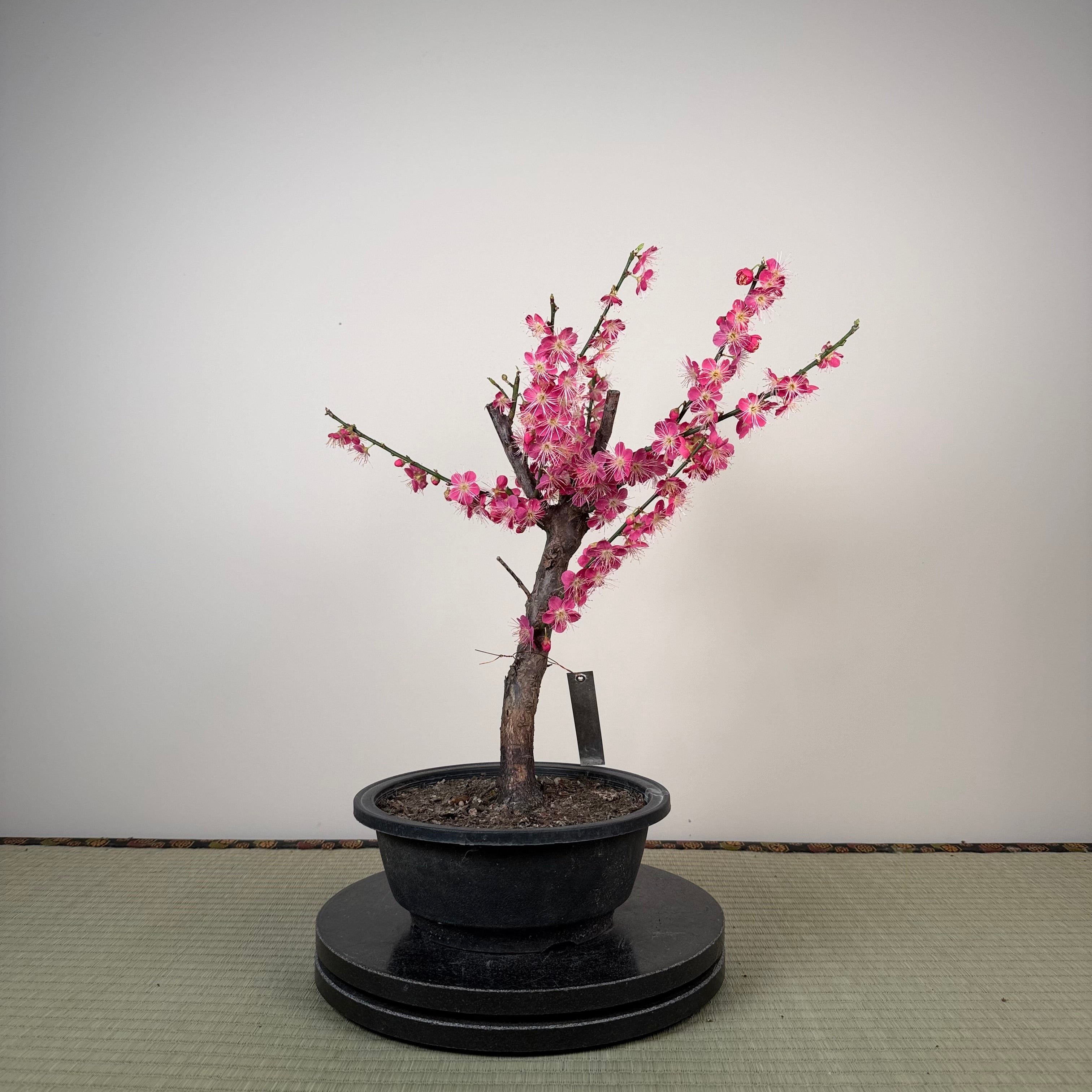 Prunus mume 'Beni Chidori'