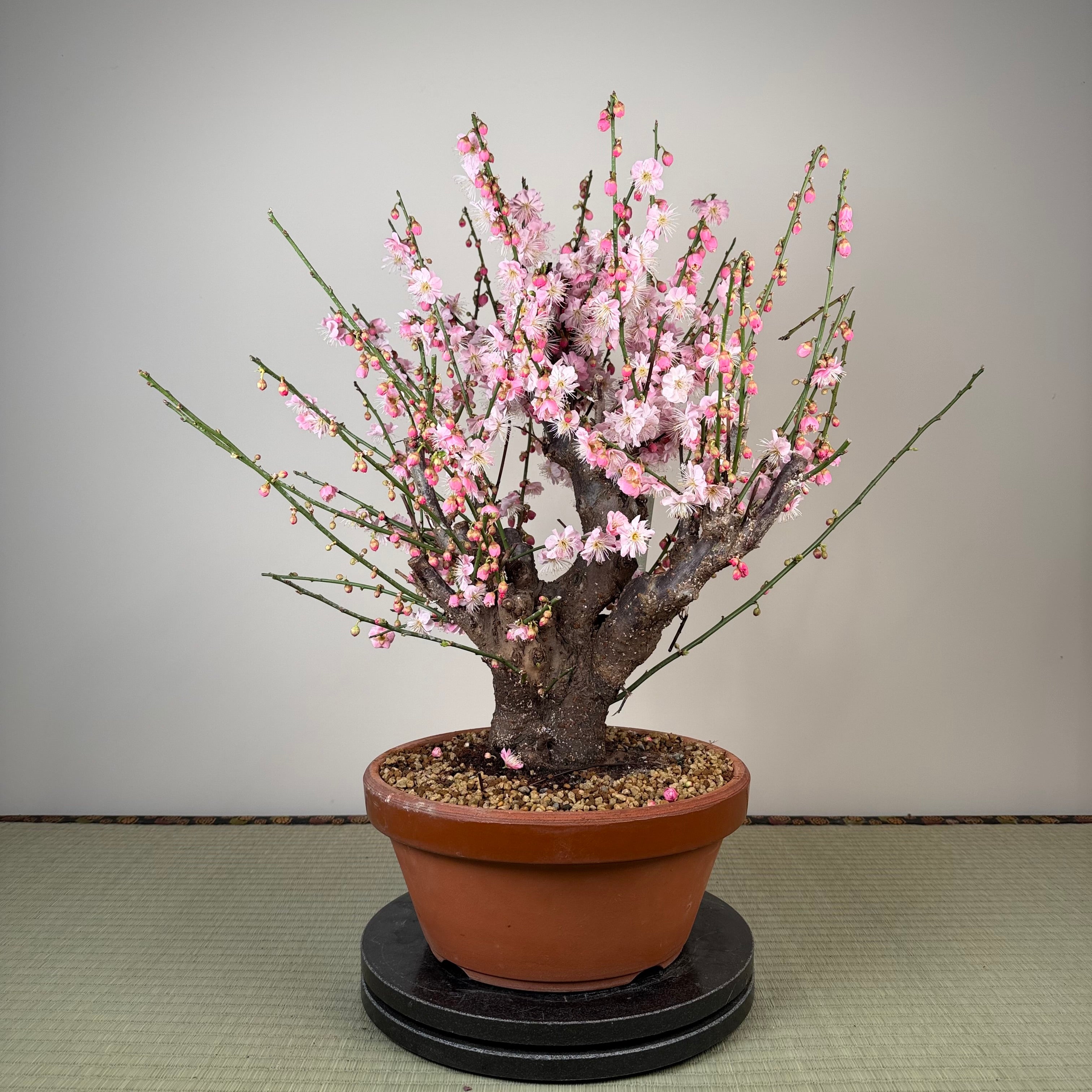 Prunus mume 'Gǔ lǐ hóng'