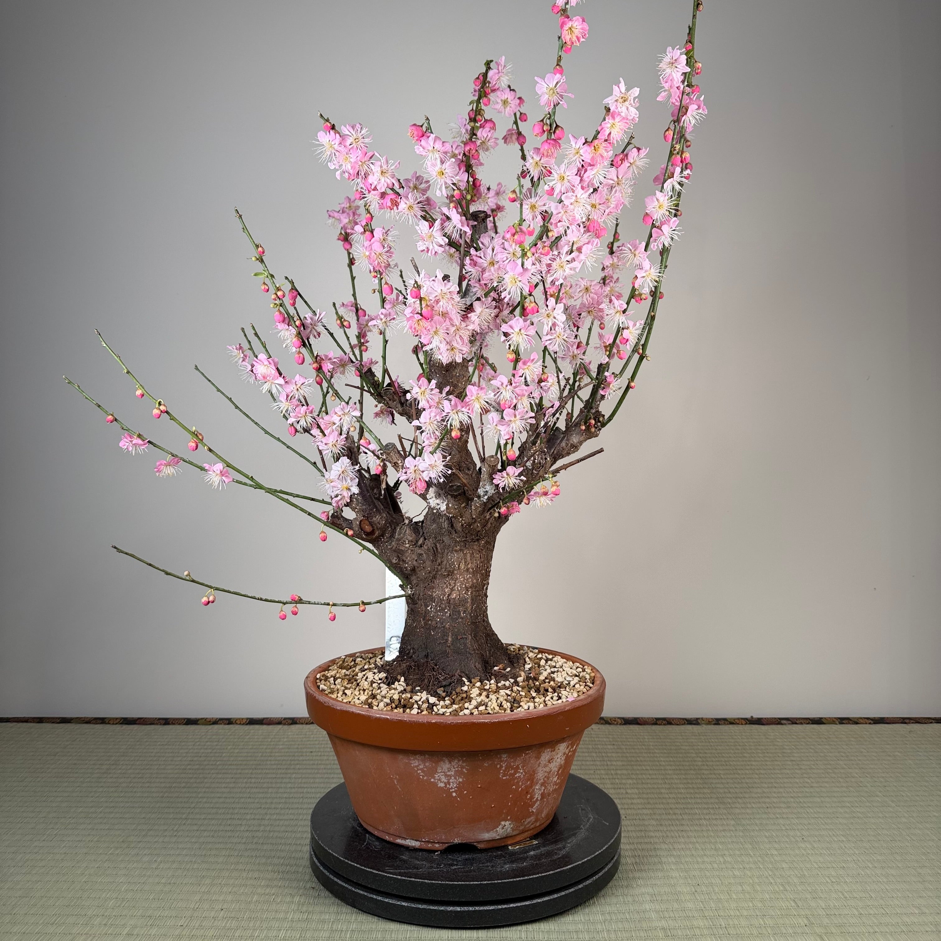 Prunus mume 'Gǔ lǐ hóng'